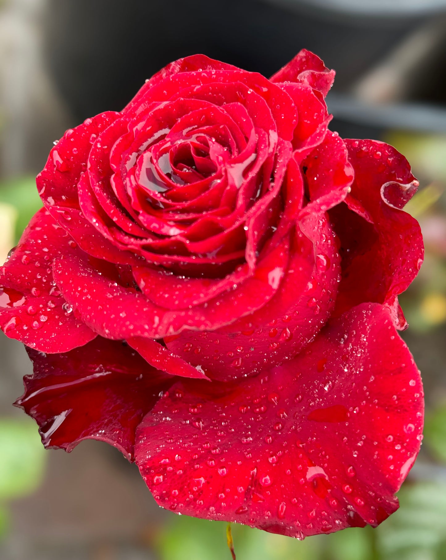 Rose Red Plateau 高原红,Non-Grafted/Own Root.