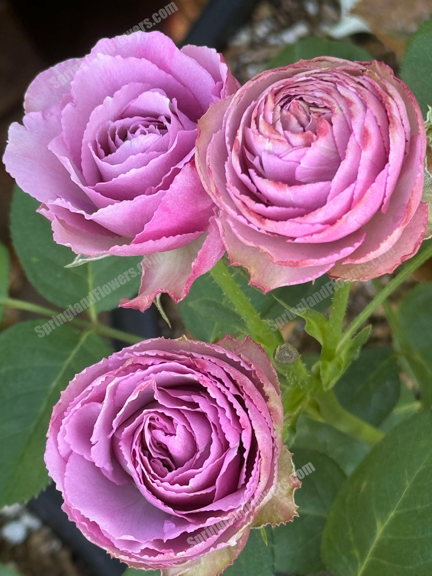 #SPN088,Extremely Similar to Lavender Lace 薰衣草蕾丝, Florist Shrub Rose, Non-Grafted/Own Root.