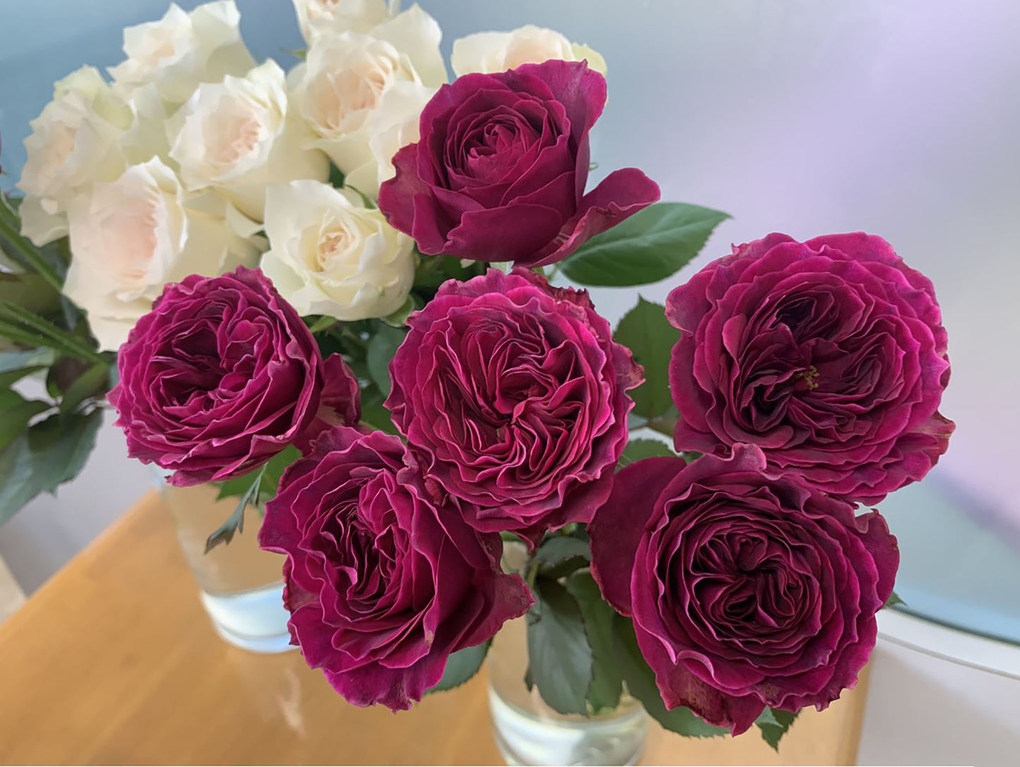 #SPJ079, Hiraku 蓝莓戒指, Japanese Florist Shrub Rose, Non-Grafted/Own Root.