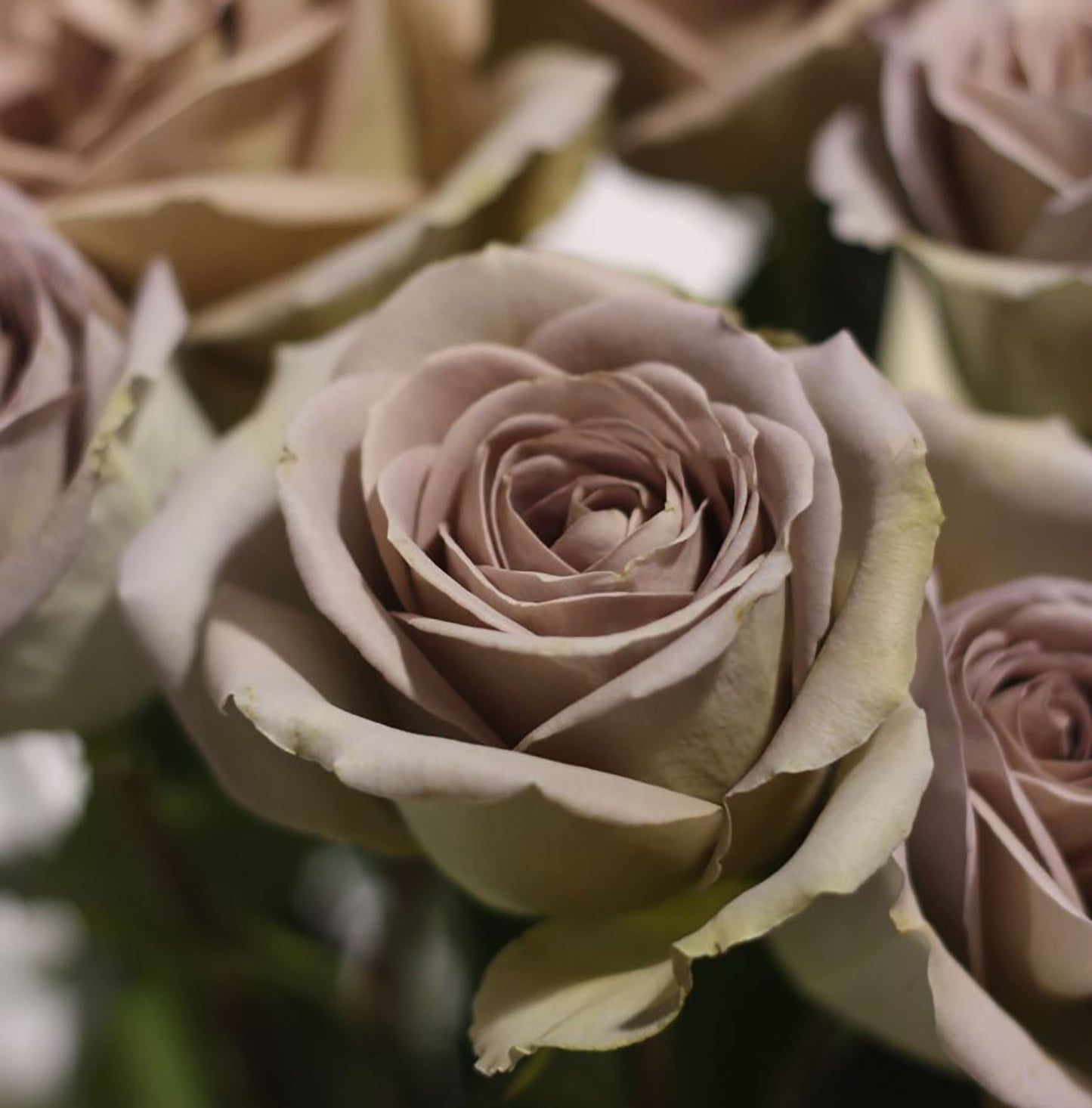 #SPF005,Amnesia 失忆, French Florist Shrub Rose, Non-Grafted/Own Root.