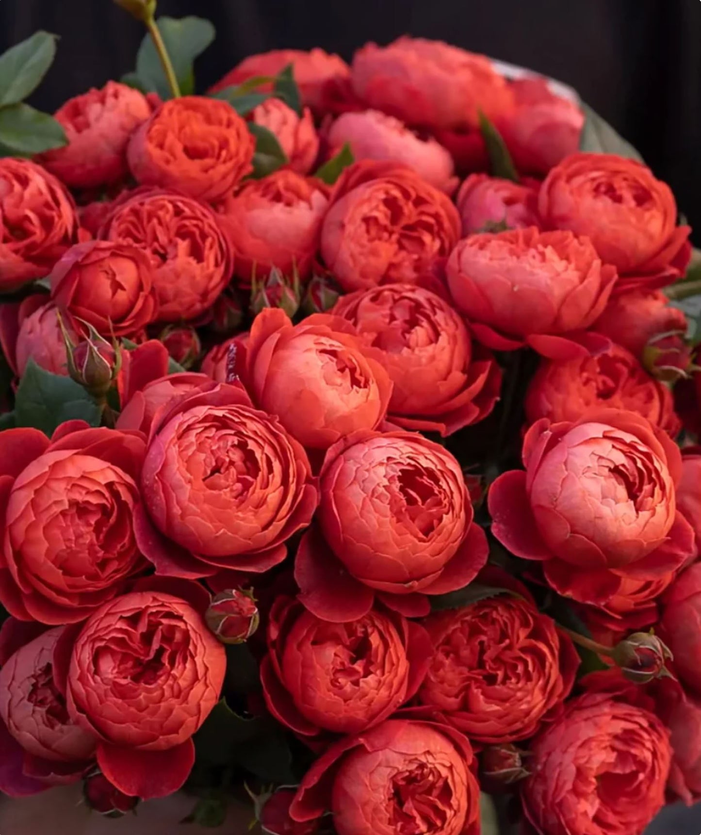 #SPC193, Cinnabar Bowl (Zhusha Wan) 朱砂碗,Chinese Rose, Non-Grafted/Own Root.