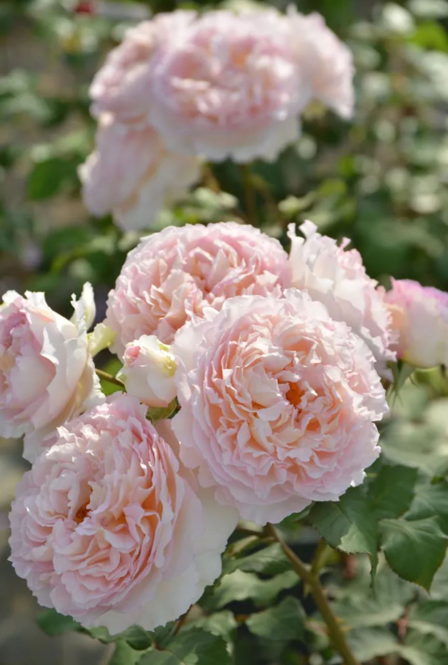 #SPJ243, Träumerei 梦幻曲, Floribunda Rose,Heat-tolerant, Disease-resistant. Non-Grafted/Own Root.