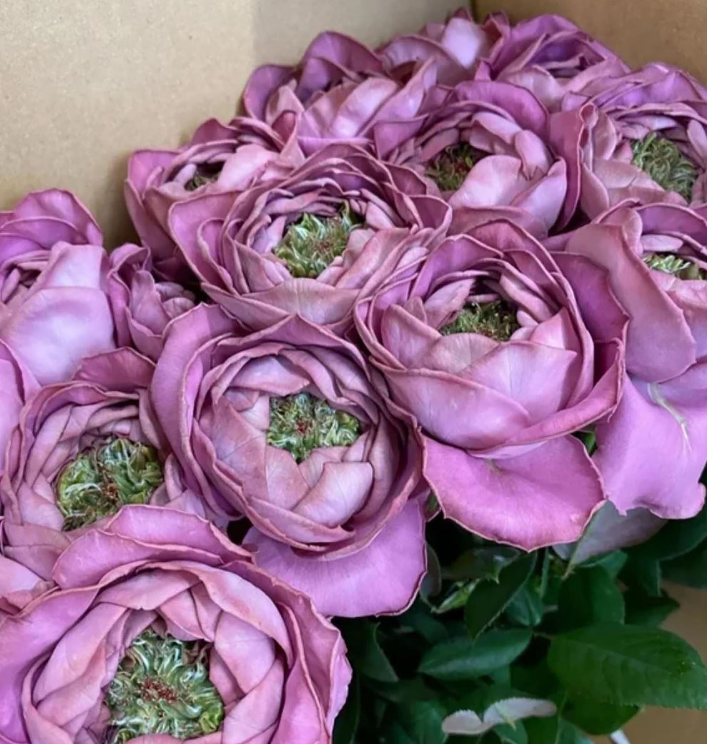 #SPJ184,Pablo Vase 蓝瓷花瓶 ヴァーズ, Japanese Shrub Rose.