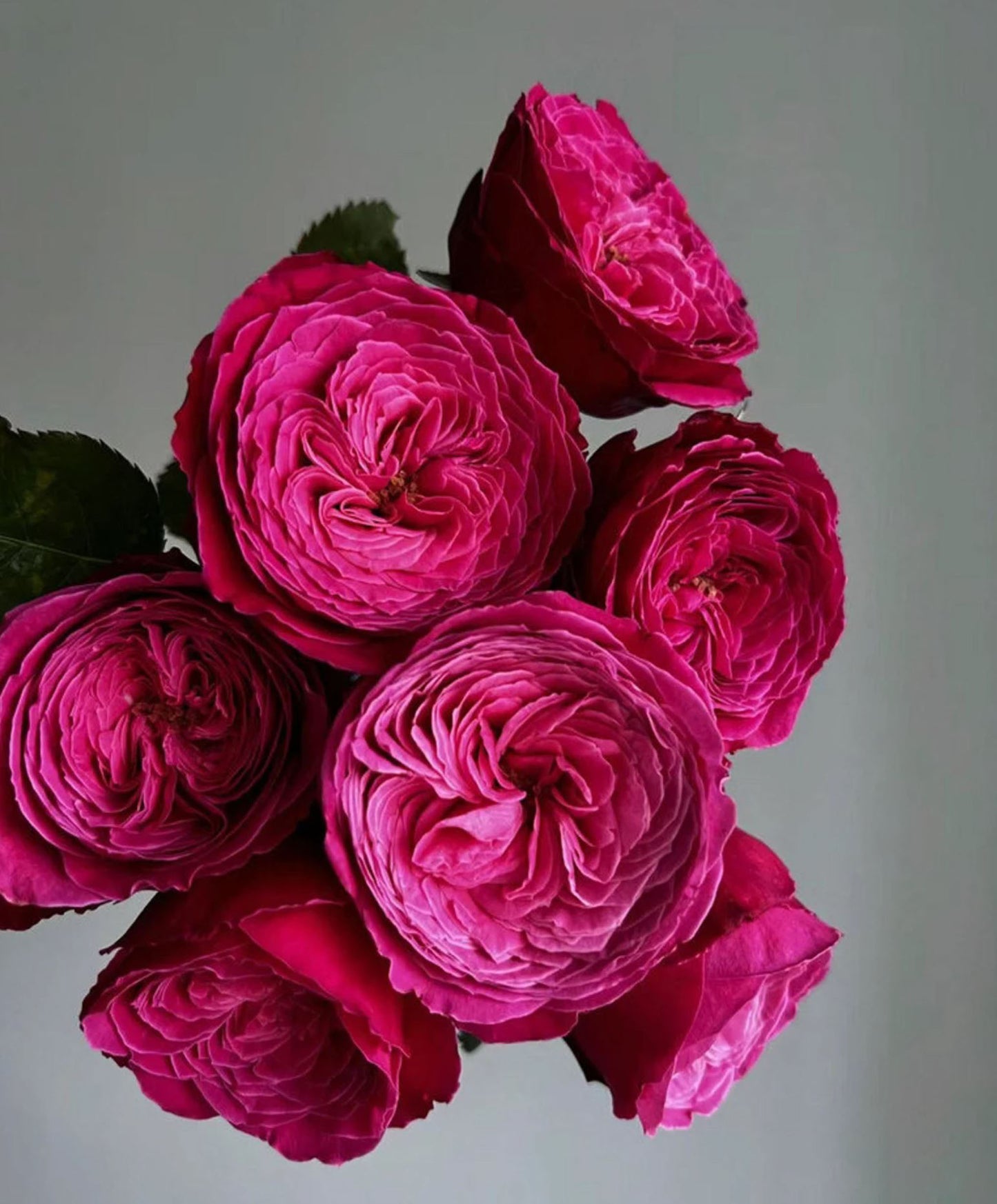 #SPJ110,Yu-zen 友禅, Japanese Florist Shrub Rose, Non-Grafted/Own Root.