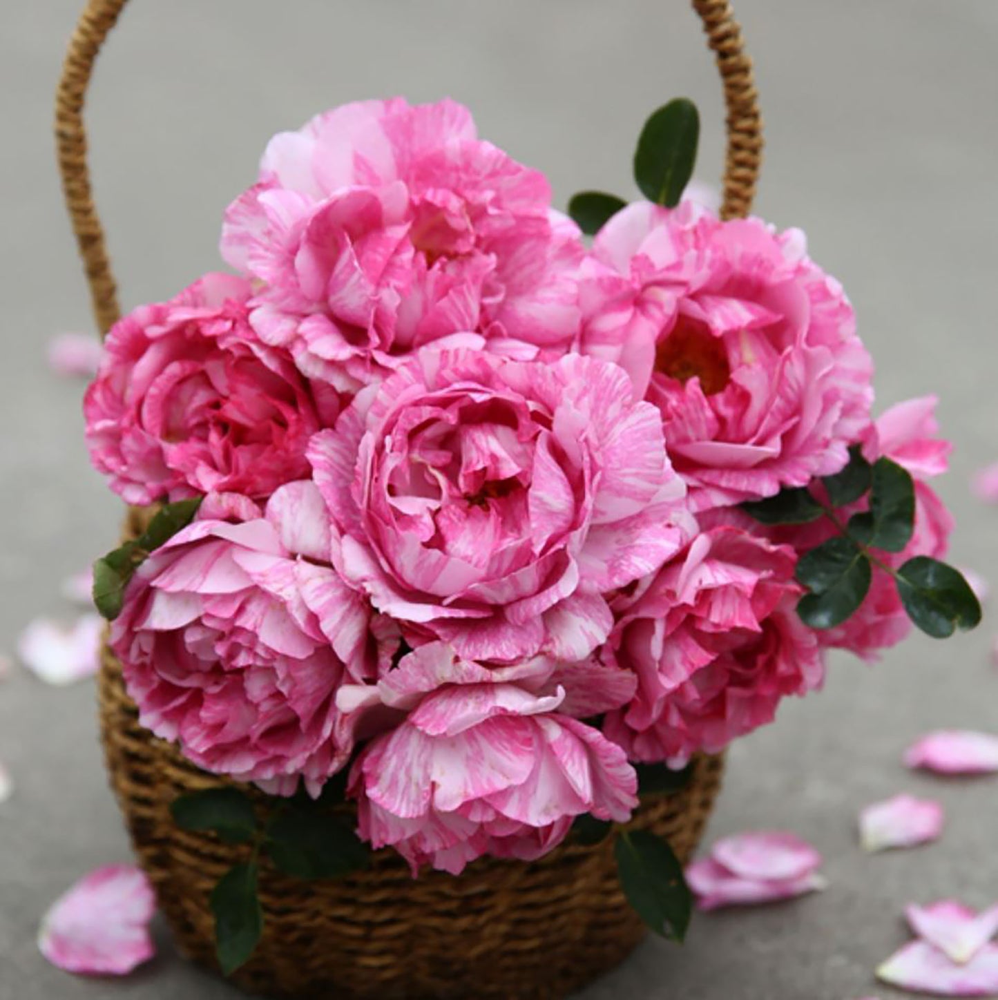 #SPJ170, Yves Splash 伊芙飞溅 , Japanese Shrub Rose, Strong Fragrance, Non-Grafted/Own Root.