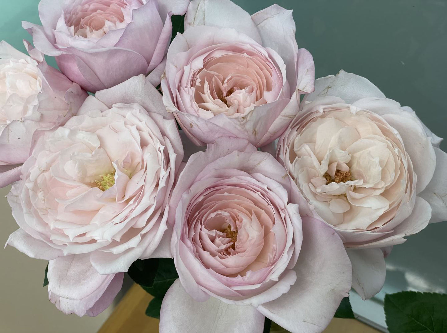 #SPJ143,Cherry Antique 樱桃古董,Japanese Shrub Rose, Non-Grafted/Own Root.