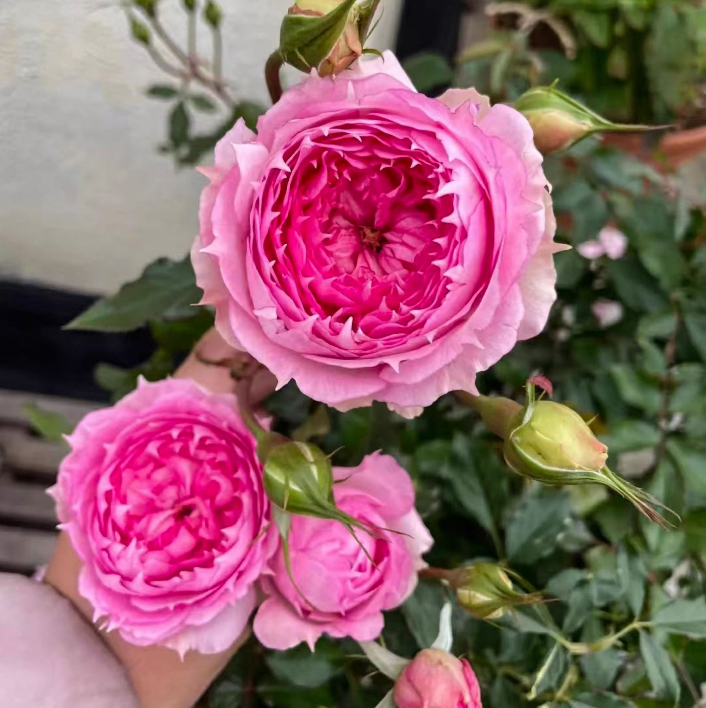 #SPC226, RongRongYue 溶溶月,Chinese Floribunda Rose.
