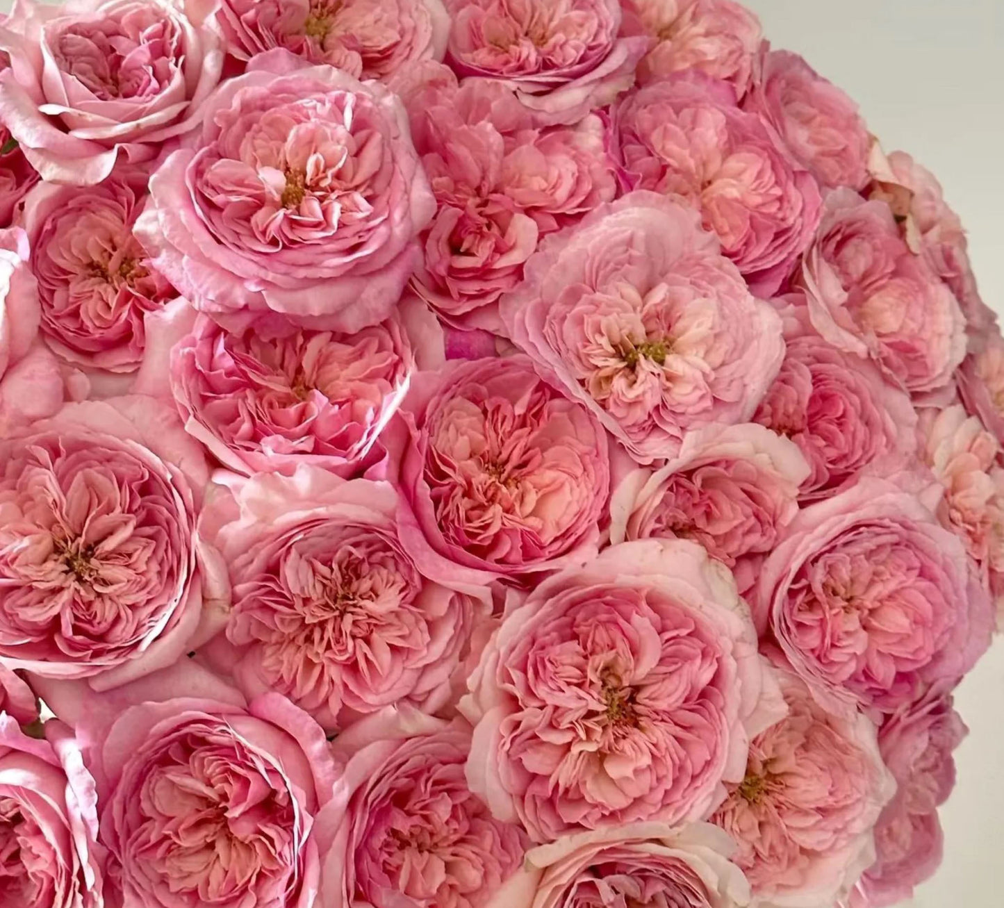 #SPN258,Pink fragrance 五号香水,Florist Shrub Rose, Non-Grafted/Own Root.