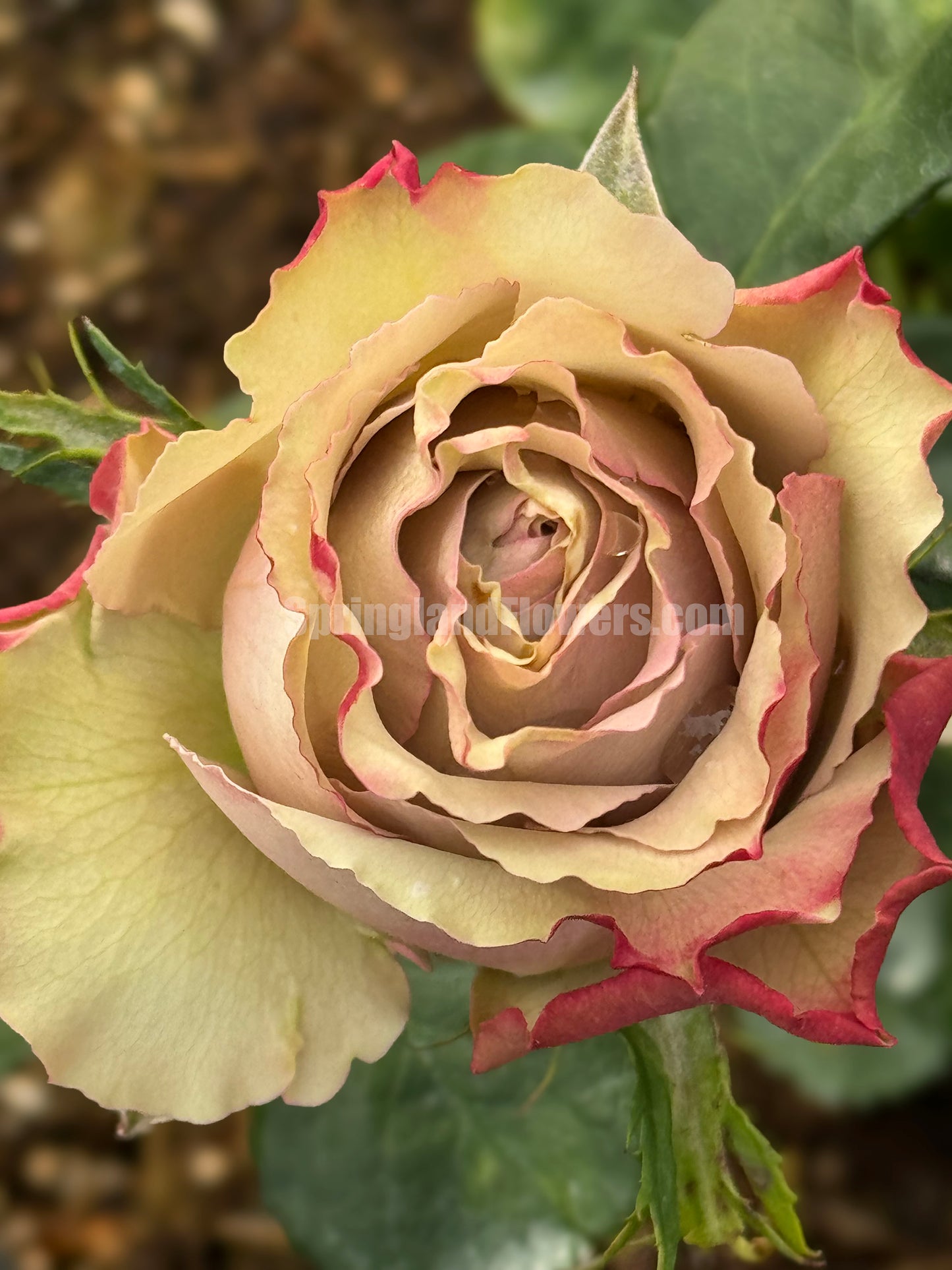 #SPN146,Wild Moss 野苔藓 ,Florist Shrub Rose,Non-Grafted/Own Root.