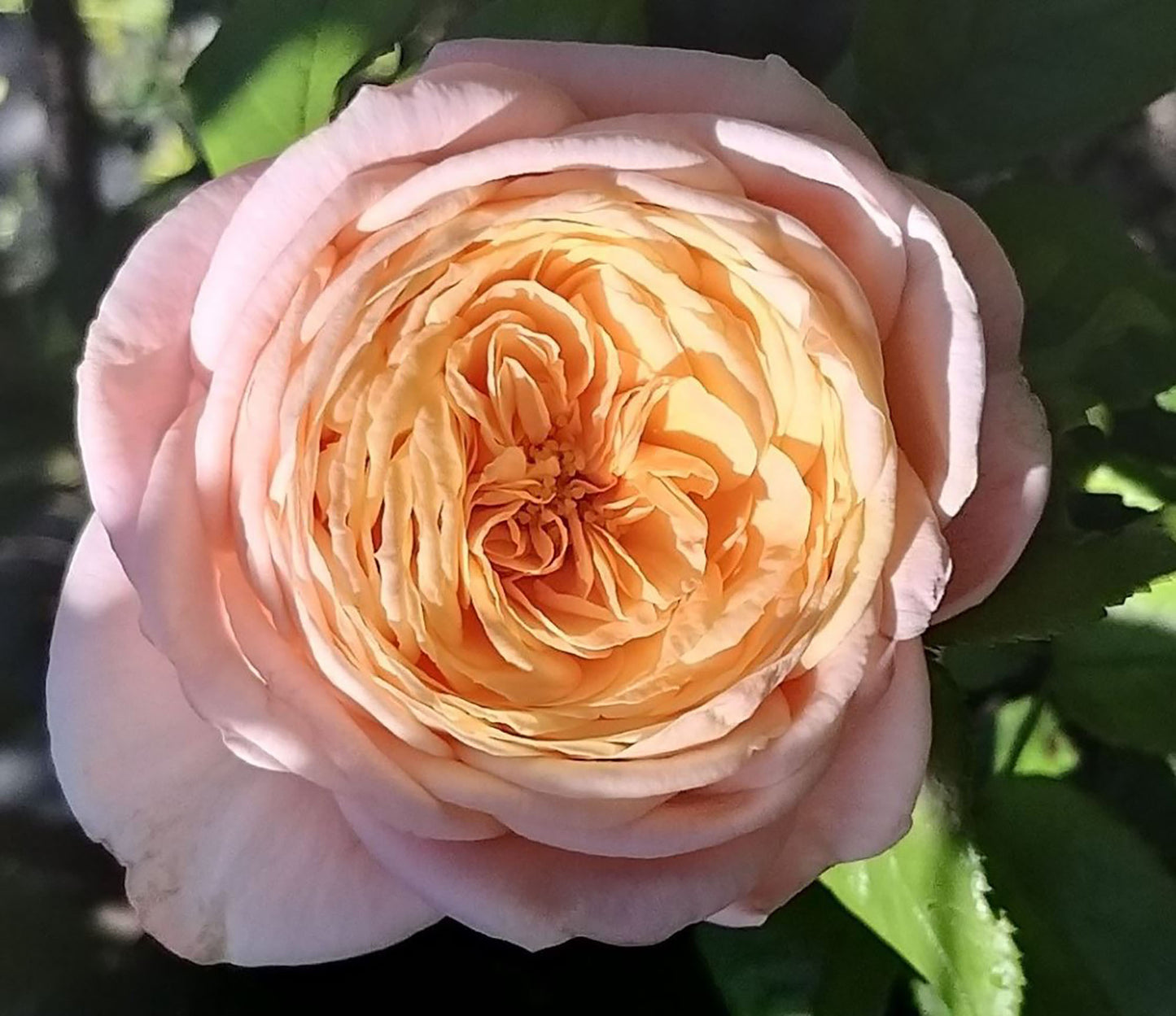 #SPF046,extremely similar to Domaine de Chantilly 玫瑰香橙, French Shrub Rose, Heat-tolerant, disease-resistant, Non-Grafted/Own Root.