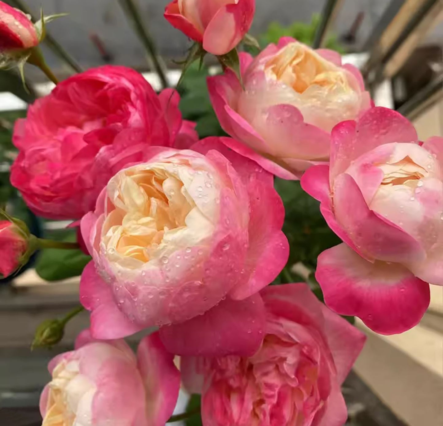 #SPJ180,Mon Amour 和室 , Japanese Shrub Rose, Non-Grafted/Own Root.