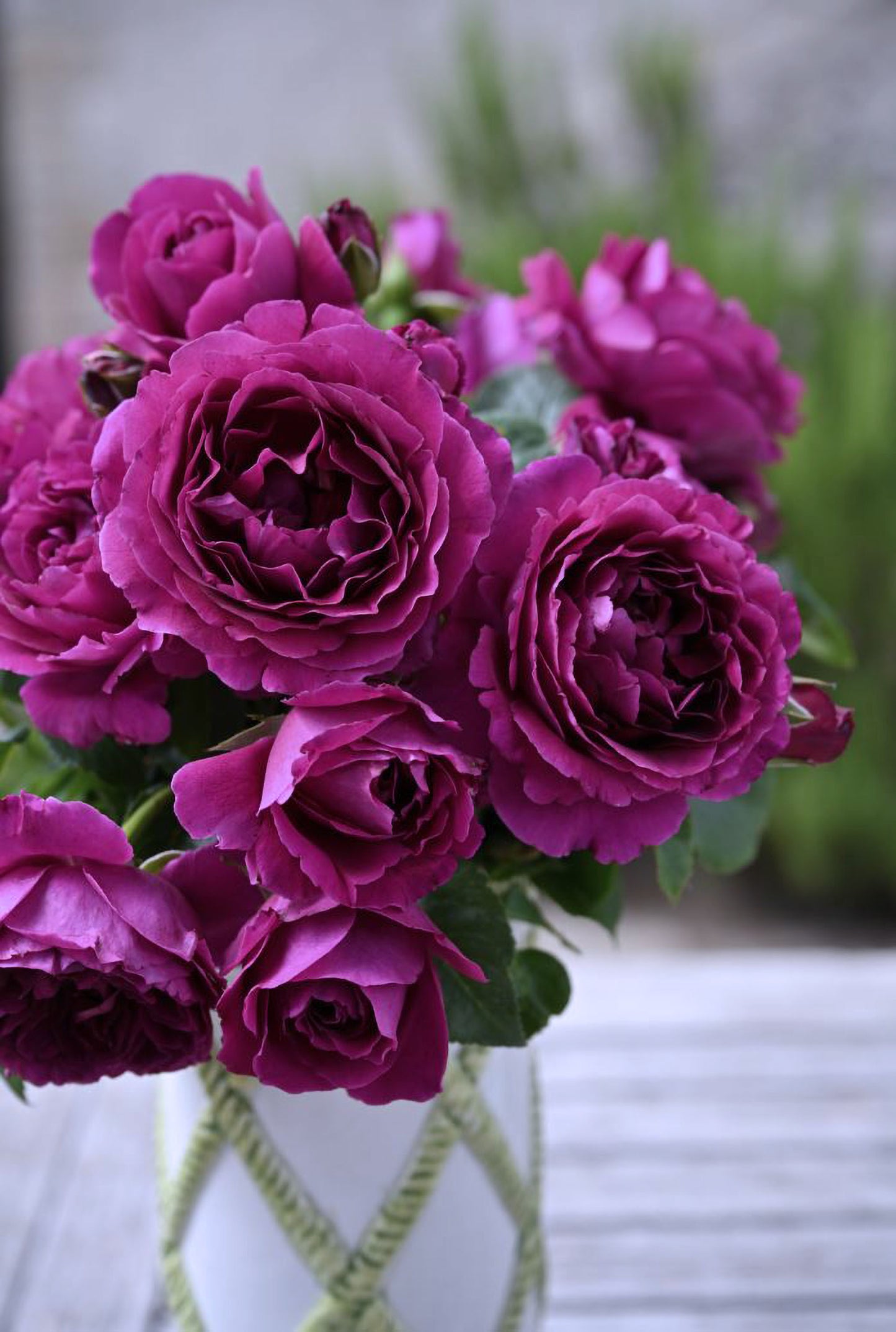 #SPJ138,NEW ! 2023. Extremely Similar to Le Temps Des Cerises 樱桃时节,Japanese Floribunda Rose, Non-Grafted/Own Root.