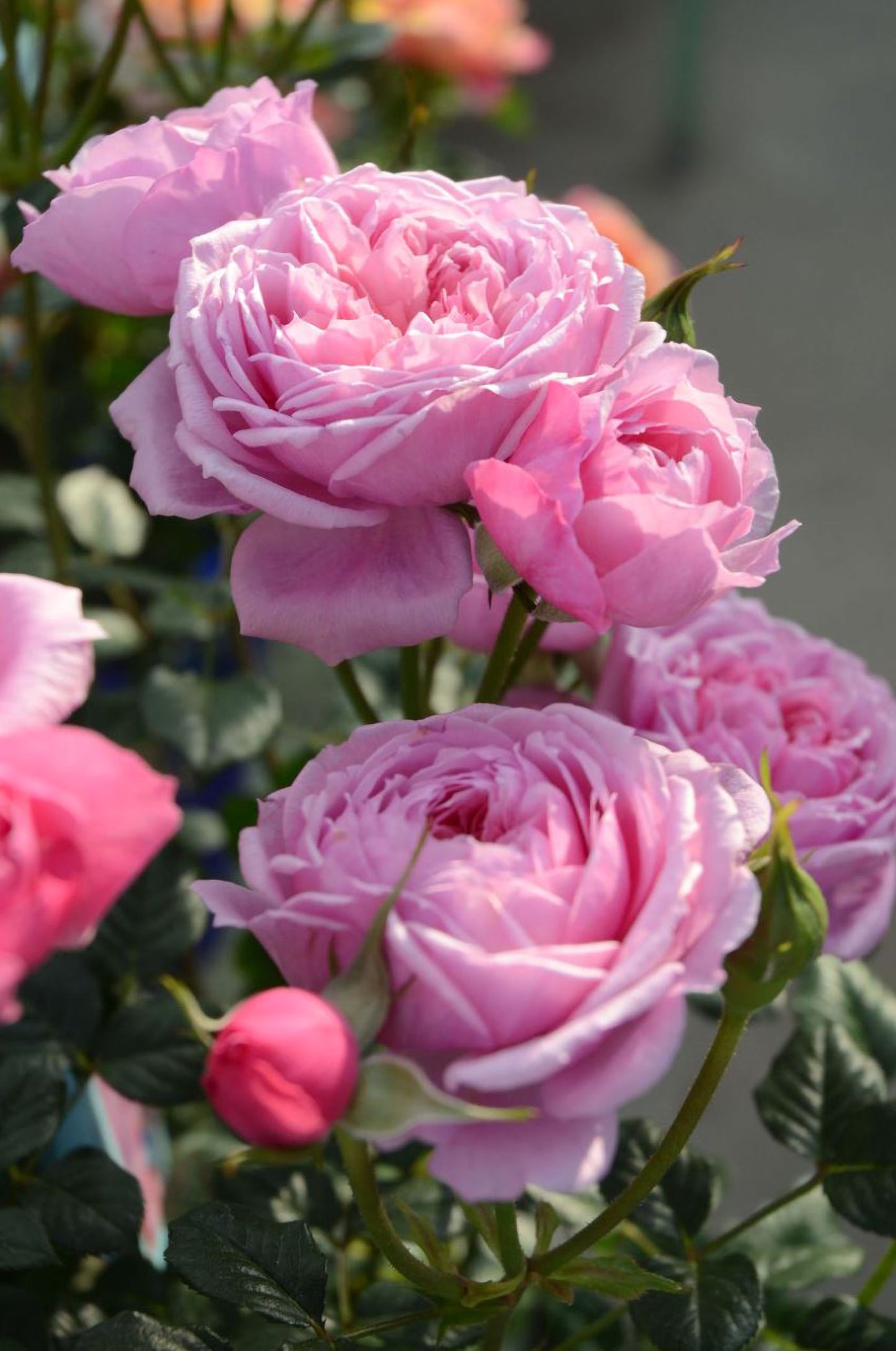 #SPJ159,Fée Clochette 铃之妖精, Floribunda Rose, Non-Grafted/Own Root.Yearlong flower buds. Perfect for small gardens.