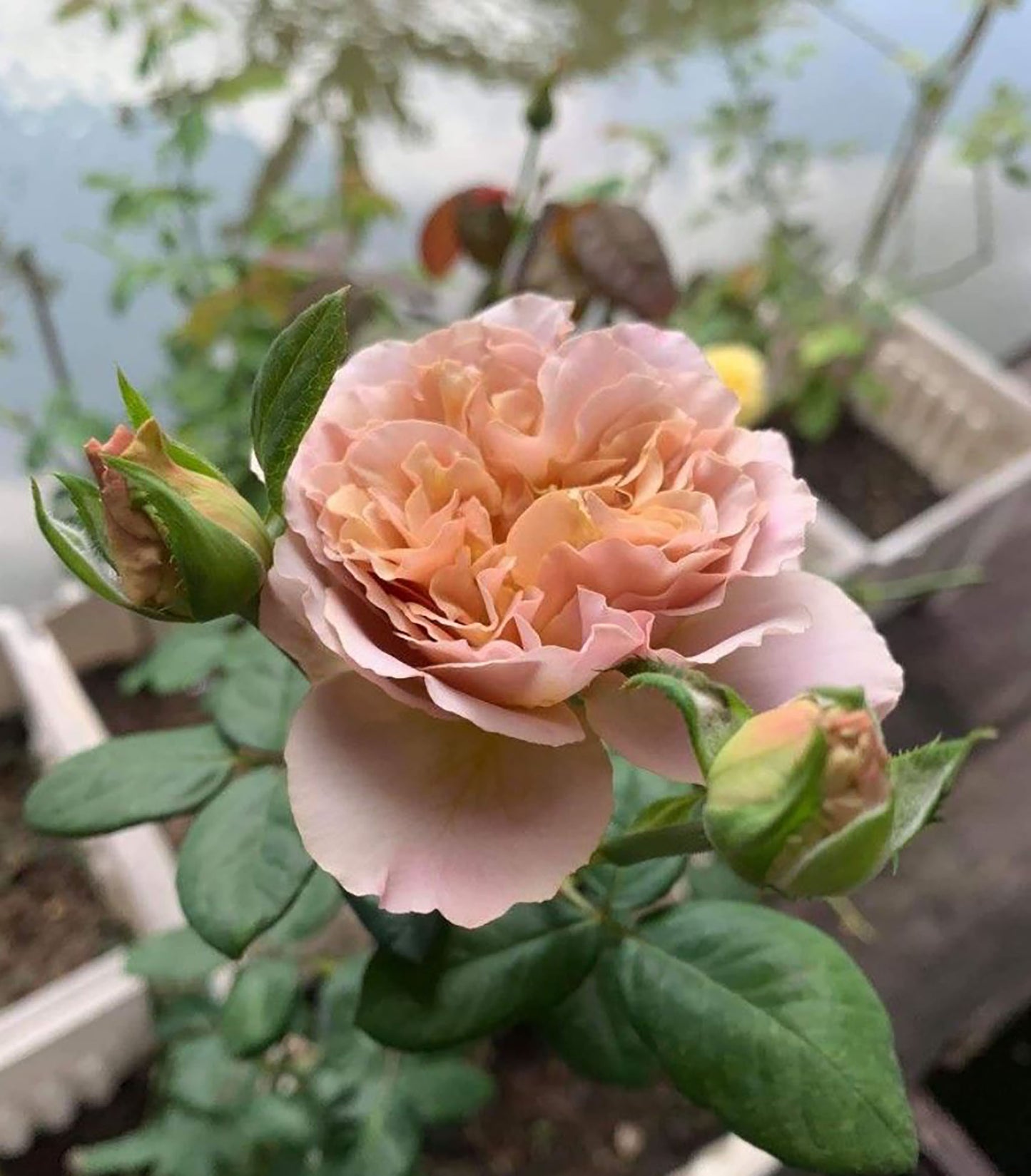 #SPJ060 , Iori 八神庵, Japanese Florist Floribunda Rose,Heat-Resistant, Disease-Resistant, Non-Grafted/Own Root.