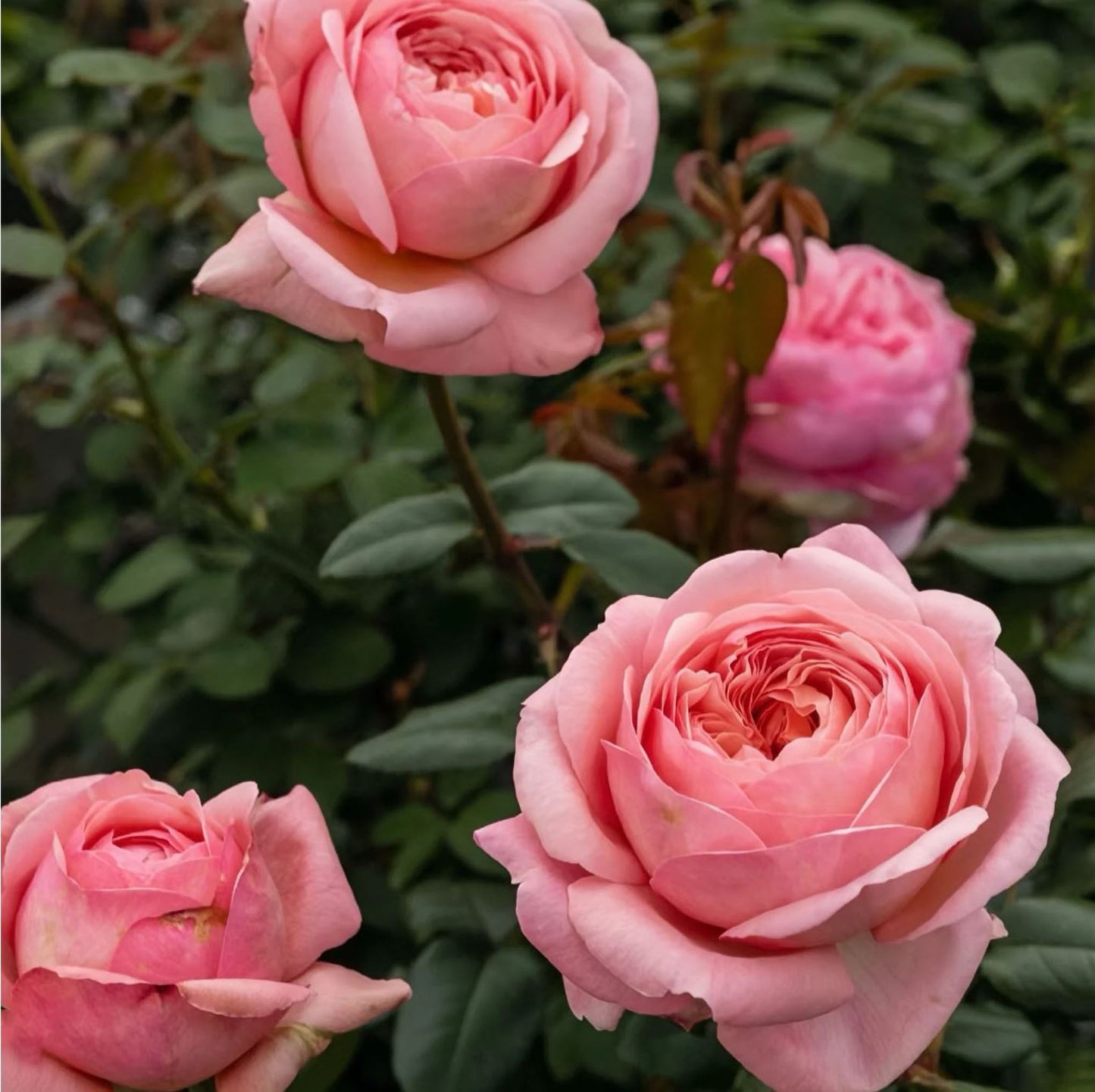 #SPF127,extremely similar to Jean de La Fontaine 枫丹,Shrub Rose, Large, Disease Resistance, Non-Grafted/Own Root.