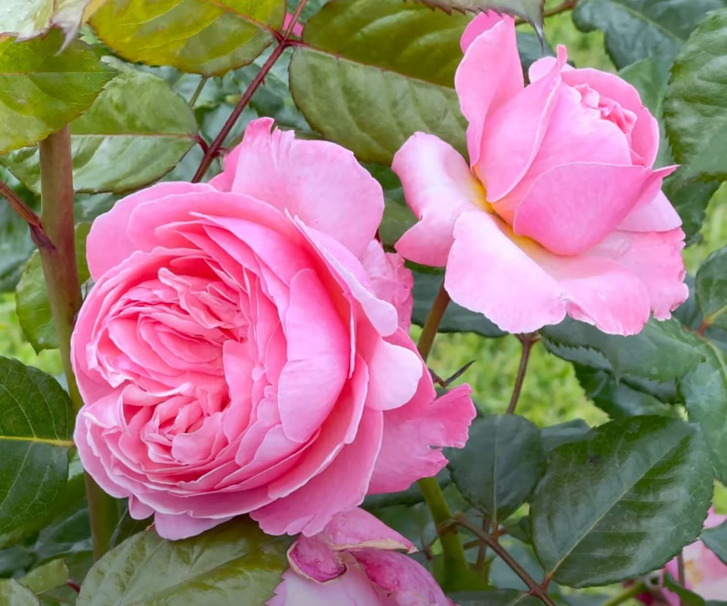 #SPG045,extremely similar to Flora Colonia 科隆百花园, German Climbing & Shrub Roses, Large, Strong fragrance.Heat-tolerant, disease-resistant, Non-Grafted/Own Root.