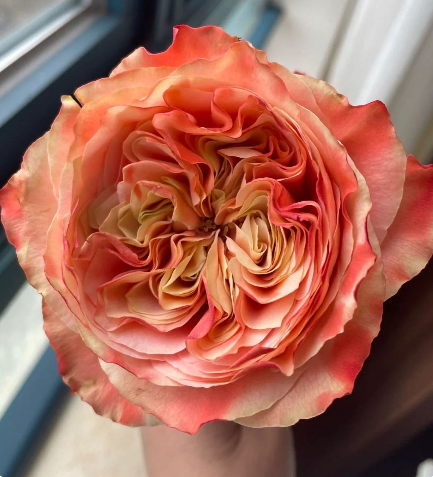#SPN163,Funky Peach 方可桃,Florist Cutting Rose,Non-Grafted/Own Root.