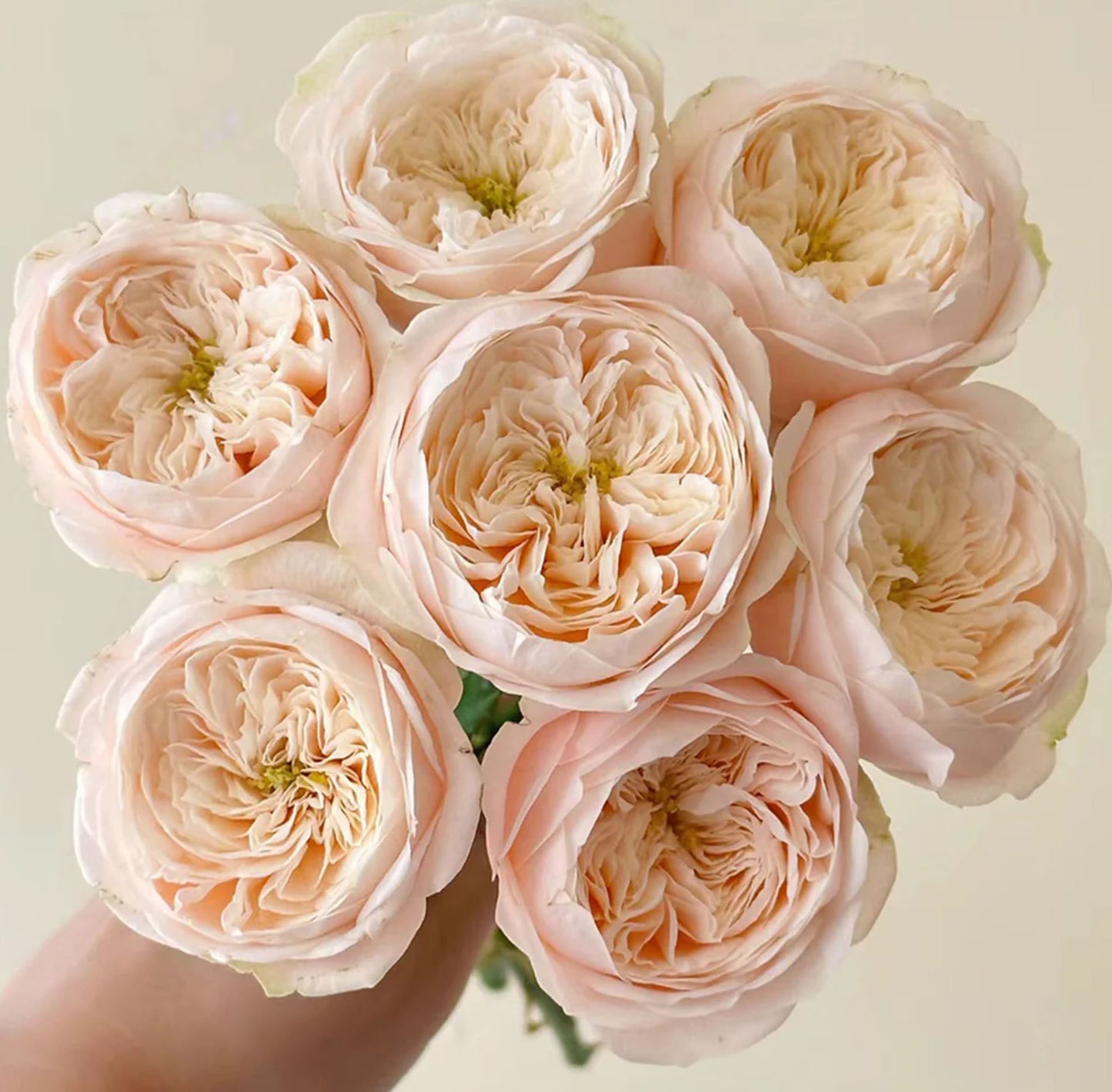 #SPN116, Darlington 达林顿, Florist Shrub Rose.