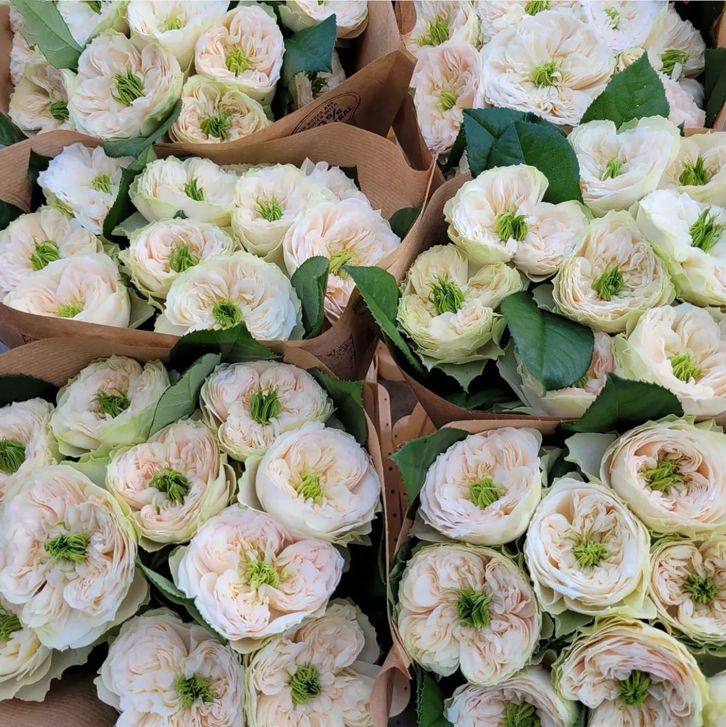 #SPJ152, Extremely Similar to Tinkerbell 昭君,Florist Shrub Rose, Non-Grafted/Own Root.