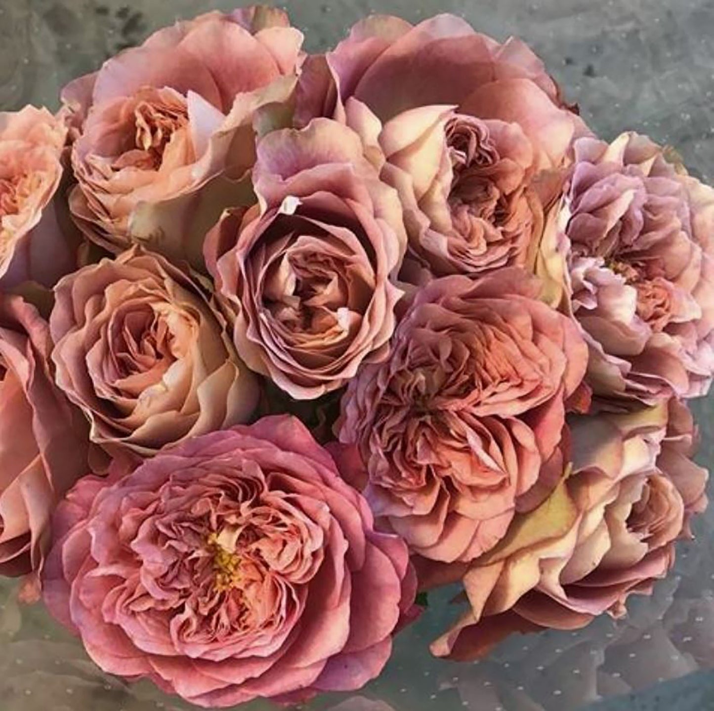 #SPJ106, Last Night on Earth 地球末夜,Japanese Shrub Rose, Non-Grafted/Own Root.