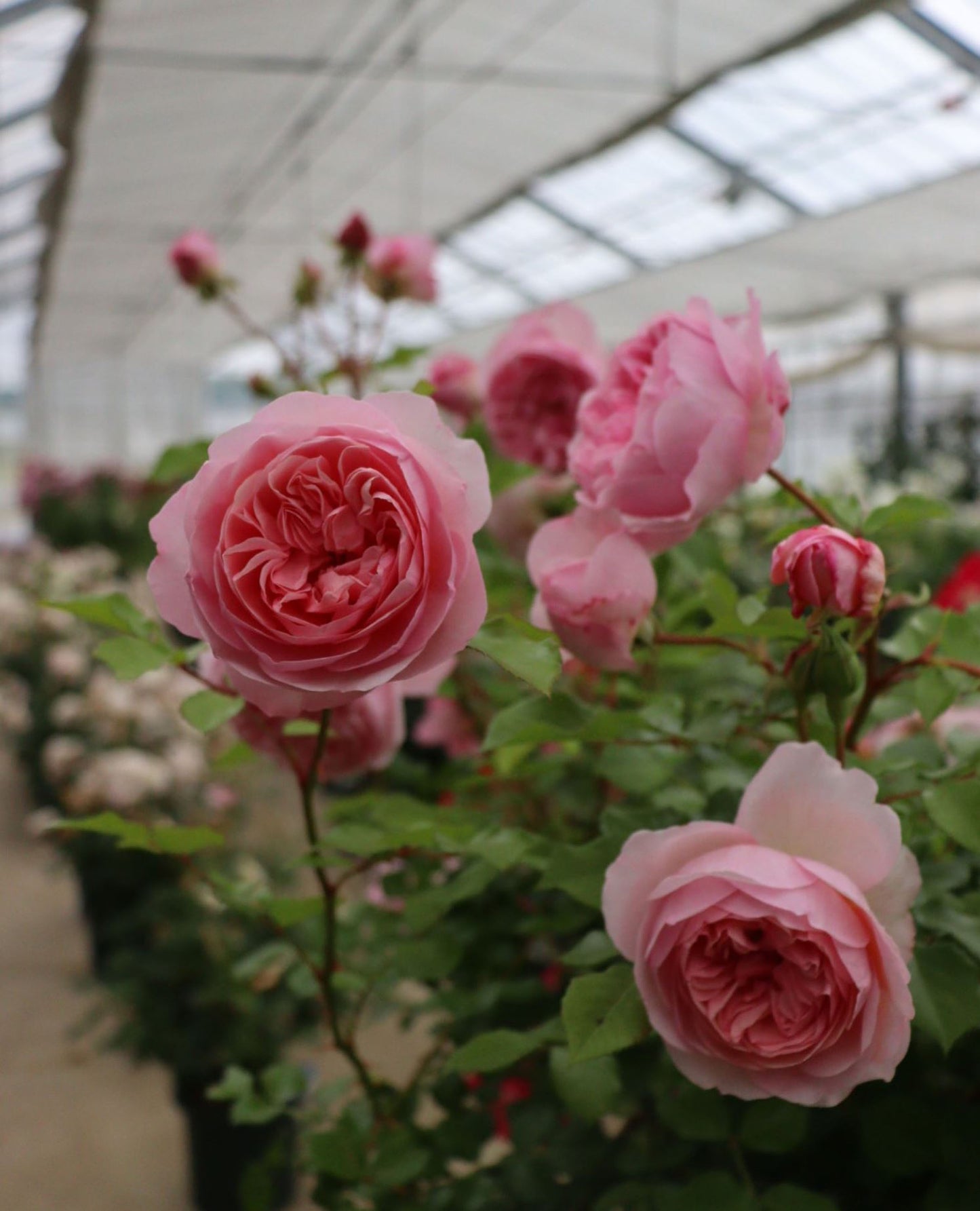 #SPJ139,Ruban 河本丝带,Japanese Floribunda Rose, Non-Grafted/Own Root.