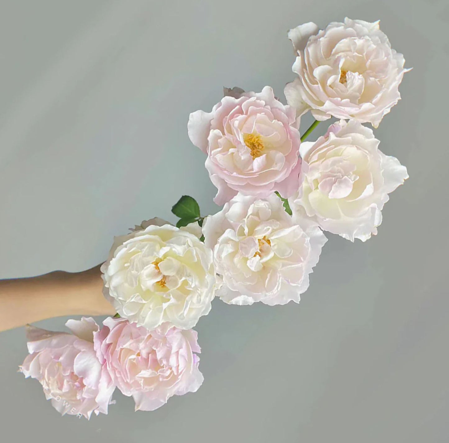 #SPJ096, Princess Tenko 天宫公主,Japanese Shrub Rose , Strong Fruity Sweet Fragrance, Large, Non-Grafted/Own Root.