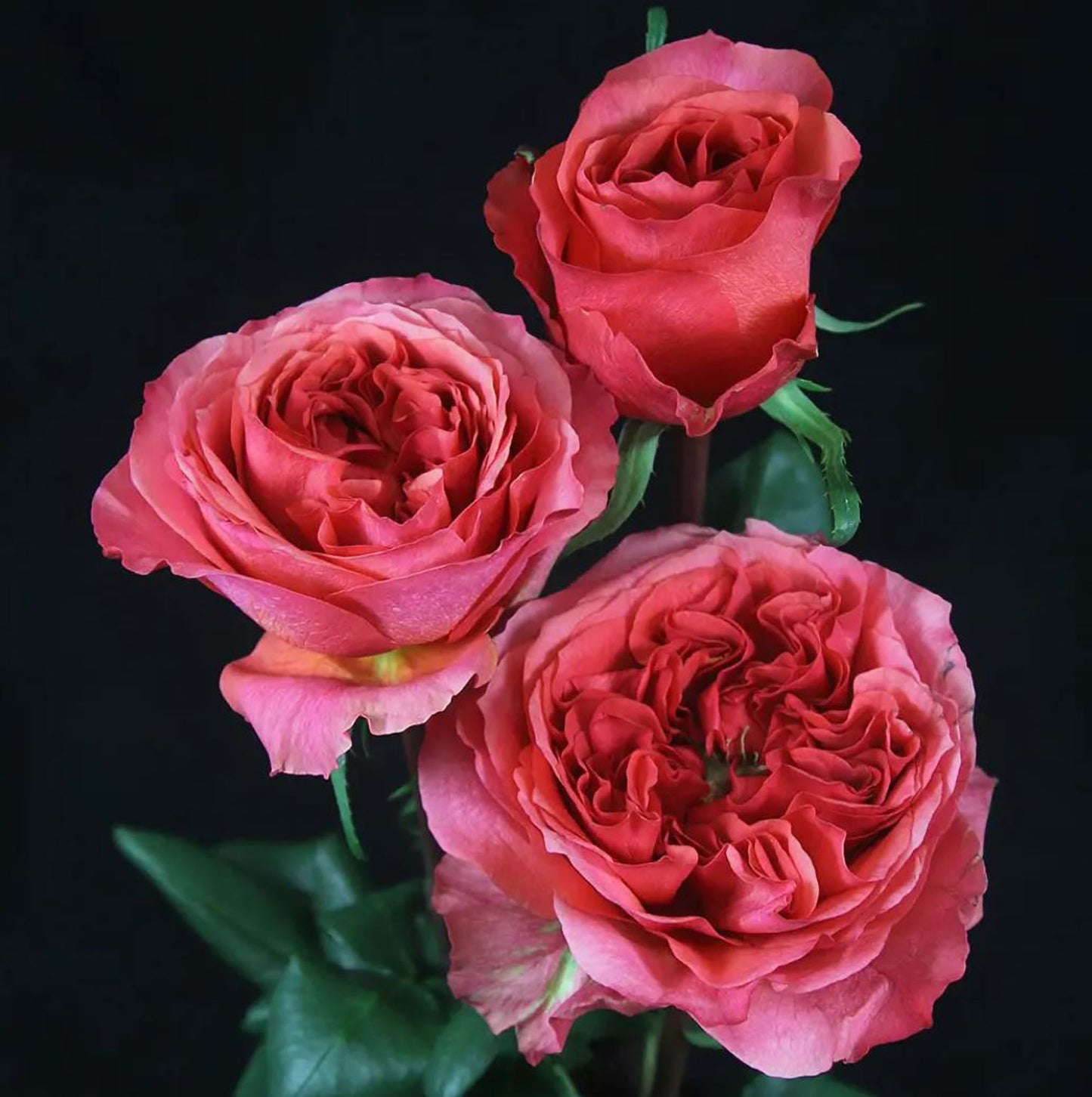 #SPN119,Extremely Similar to Dark X-pression 黑暗激情/黑暗爆炸, Florist Shrub Rose.