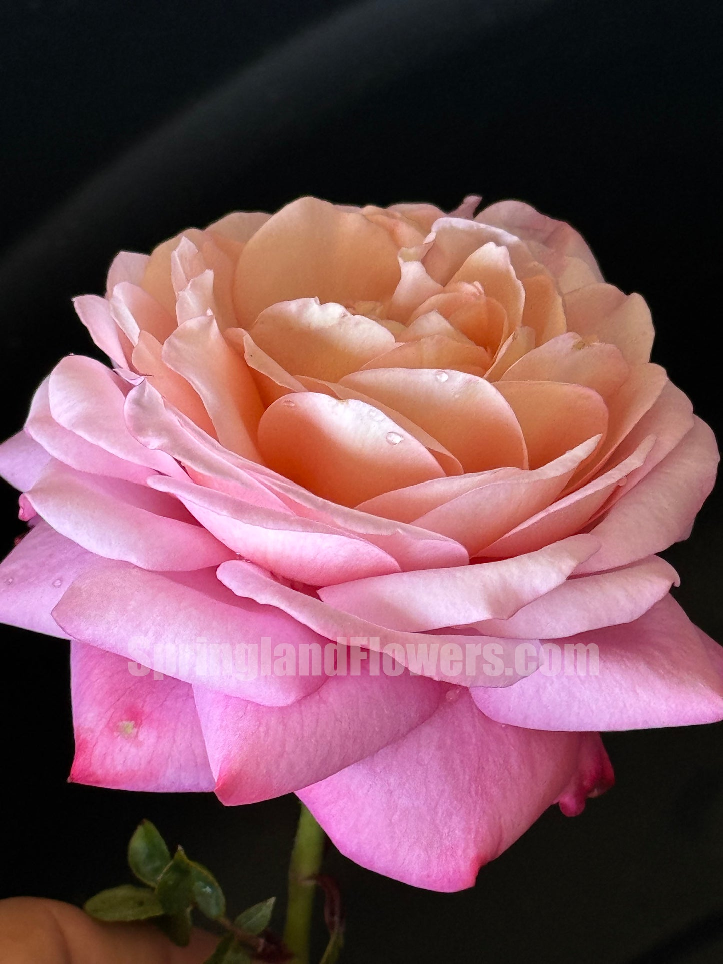 #SPF125,Extremely Similar to David Hockney 彩笔浪漫,Climbing & Shrub Roses, Non-Grafted/Own Root.