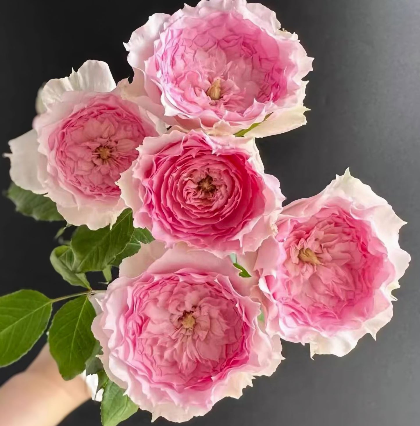 #SPC226, RongRongYue 溶溶月,Chinese Floribunda Rose.