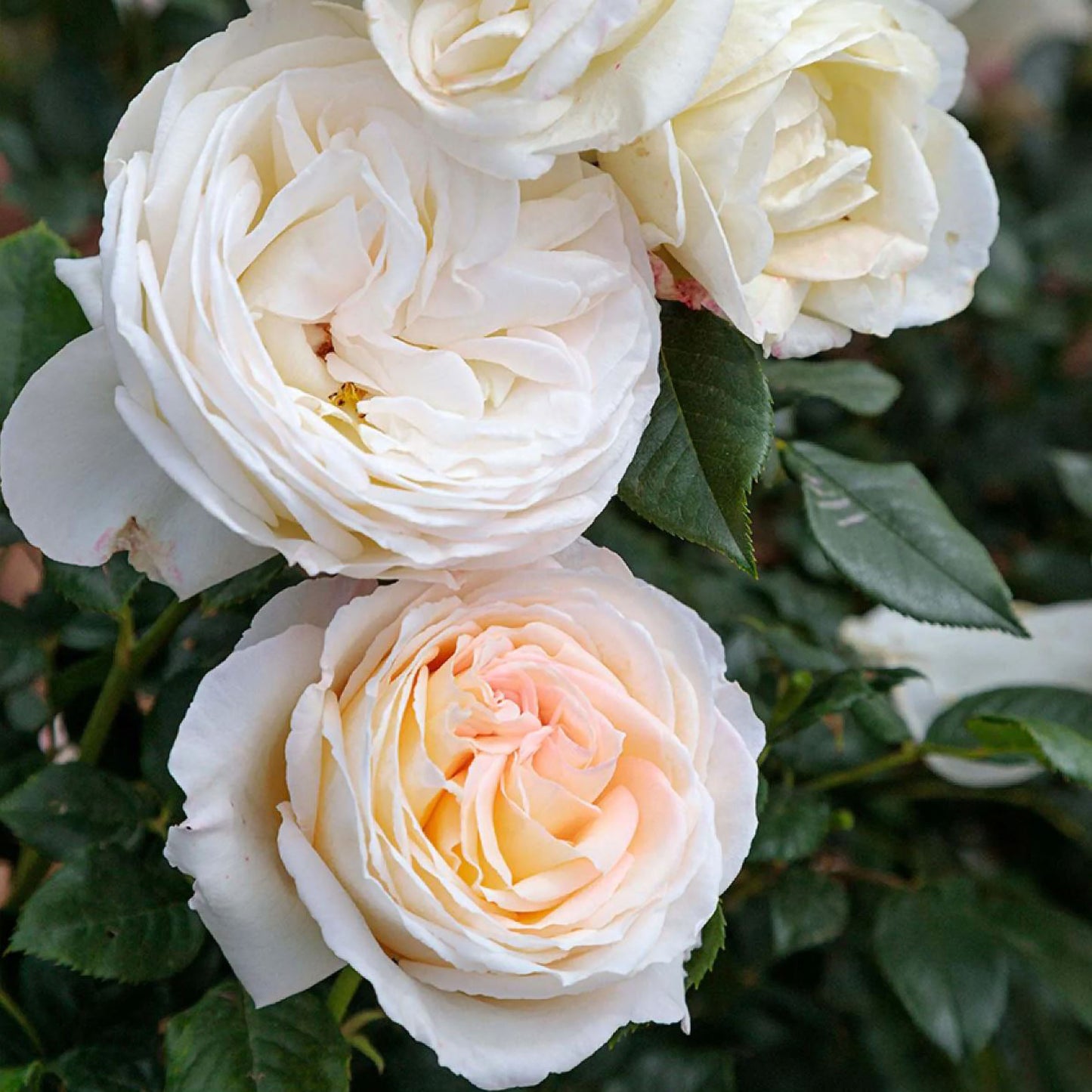 #SPF164,Camille Claudel 心之雕刻,Shrub Rose, Non-Grafted/Own Root.