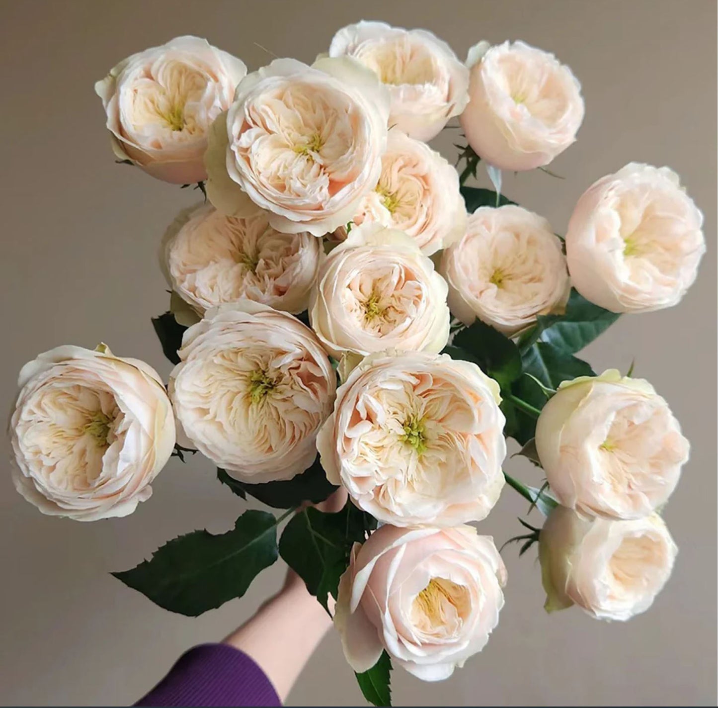 #SPN116, Darlington 达林顿, Florist Shrub Rose.