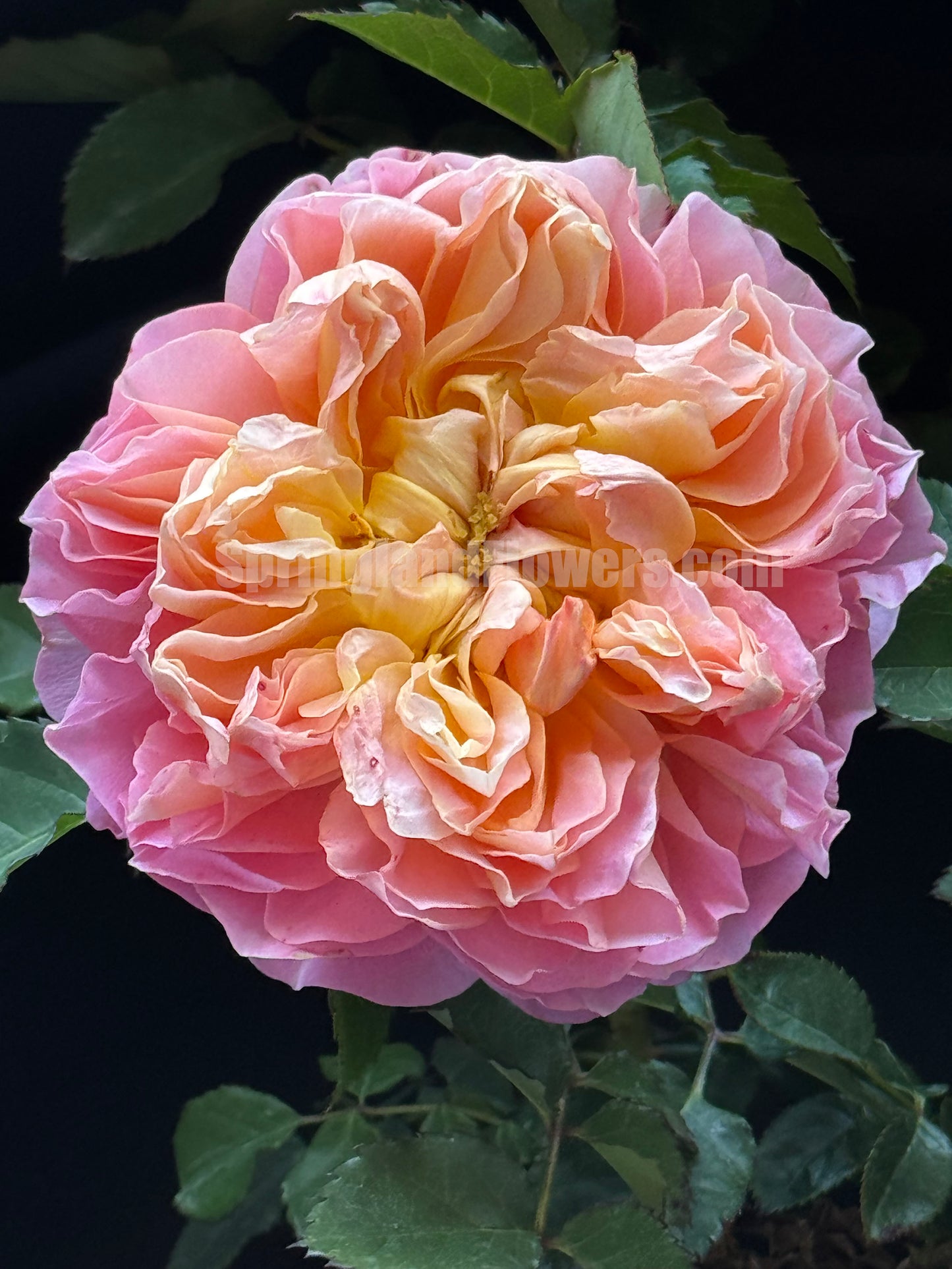 #SPC211, NEW ! 2023. JinYan 锦嫣,Shrub Rose.