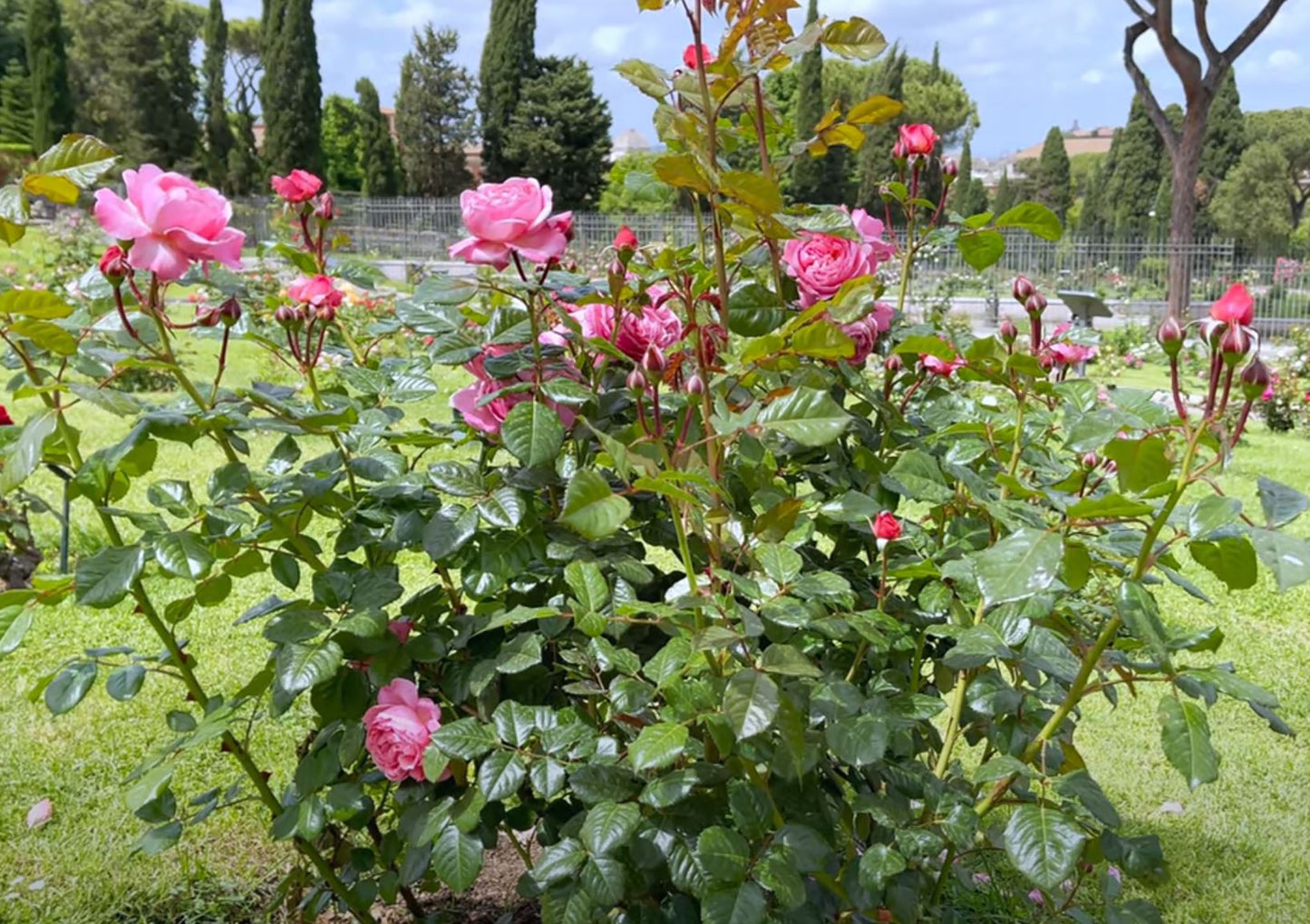 #SPG045,extremely similar to Flora Colonia 科隆百花园, German Climbing & Shrub Roses, Large, Strong fragrance.Heat-tolerant, disease-resistant, Non-Grafted/Own Root.