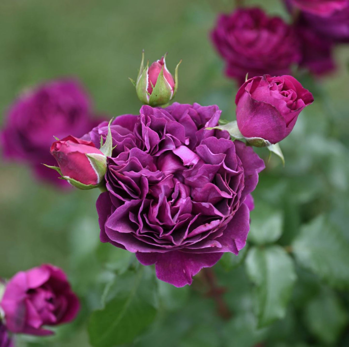 #SPJ138,NEW ! 2023. Extremely Similar to Le Temps Des Cerises 樱桃时节,Japanese Floribunda Rose, Non-Grafted/Own Root.