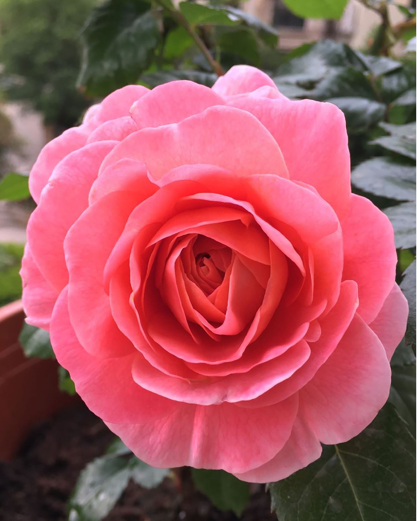 Fragrance King Terrazza 芳香王阳台/香香公主,Floribunda Rose, Non-Grafted/Own Root.