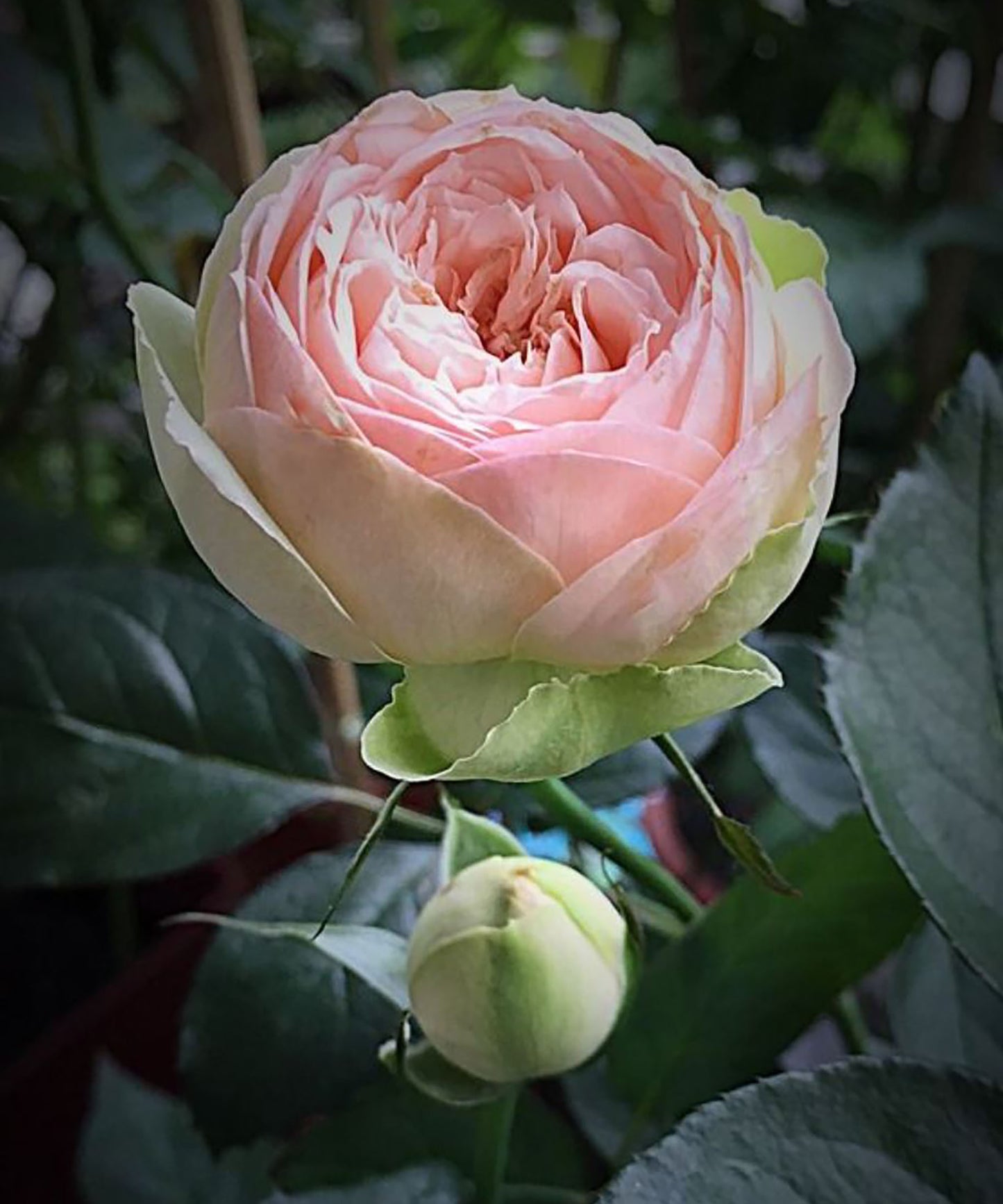 #SPG031,Charming Piano 妩媚钢琴, German Florist Shrub Rose, Non-Grafted/Own Root.