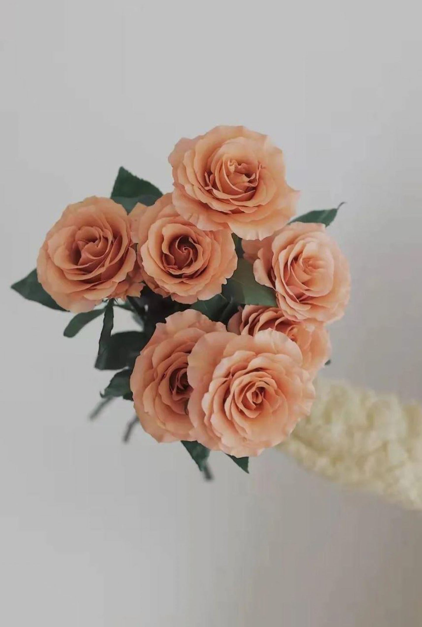 RP Moab 莫泊,Florist Shrub Rose,Upright, Heat-tolerant, disease-resistant, Non-Grafted/Own Root.