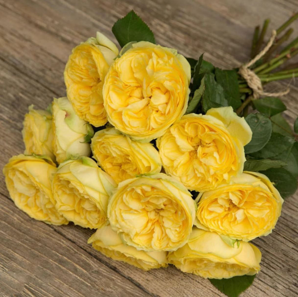#SPN018, extremely similar to Catalina 凯特琳娜, Netherlands Florist Shrub Rose, Non-Grafted/Own Root.