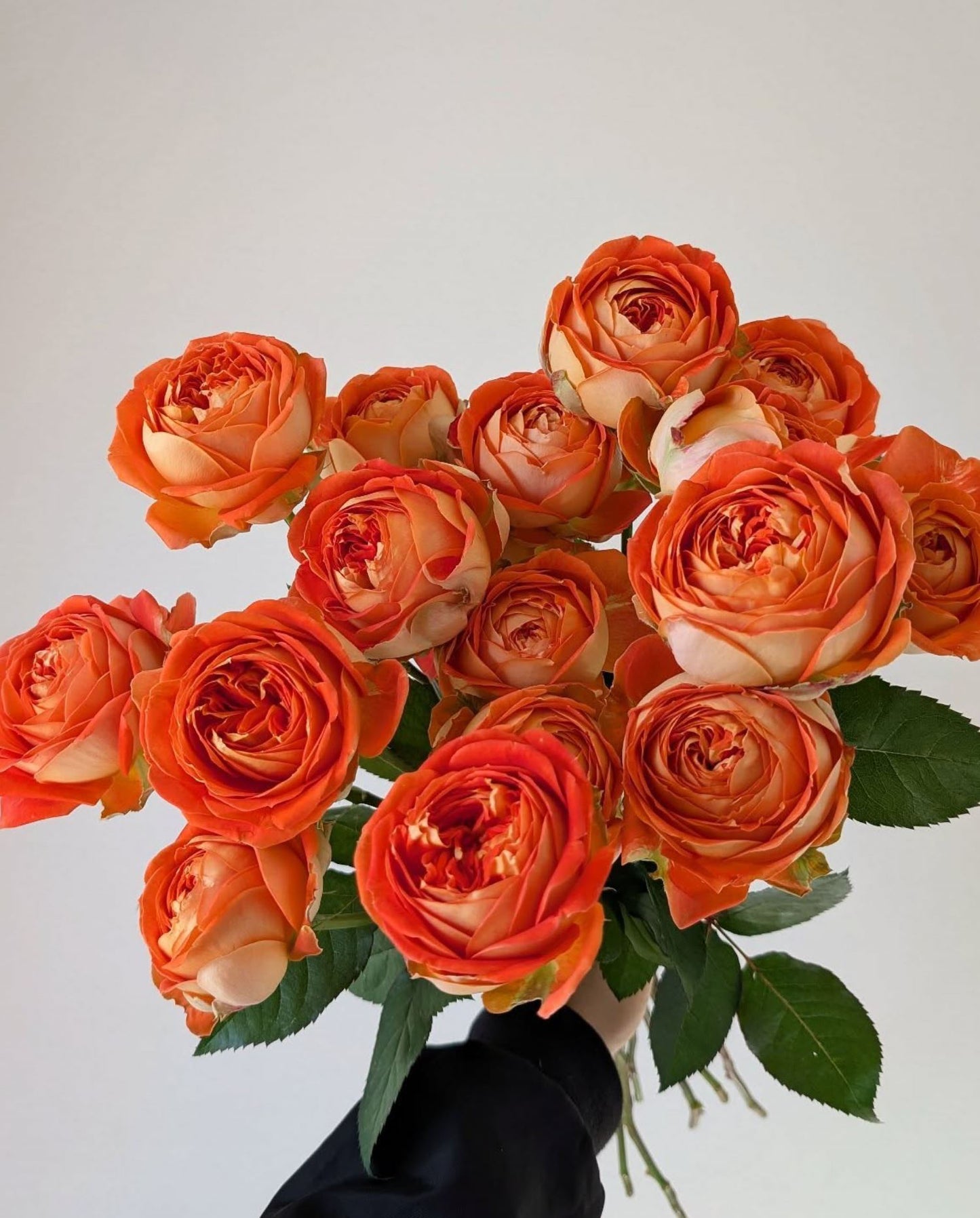 #SPJ131,Arancia 橙意,Japanese Floribunda Rose, Non-Grafted/Own Root.