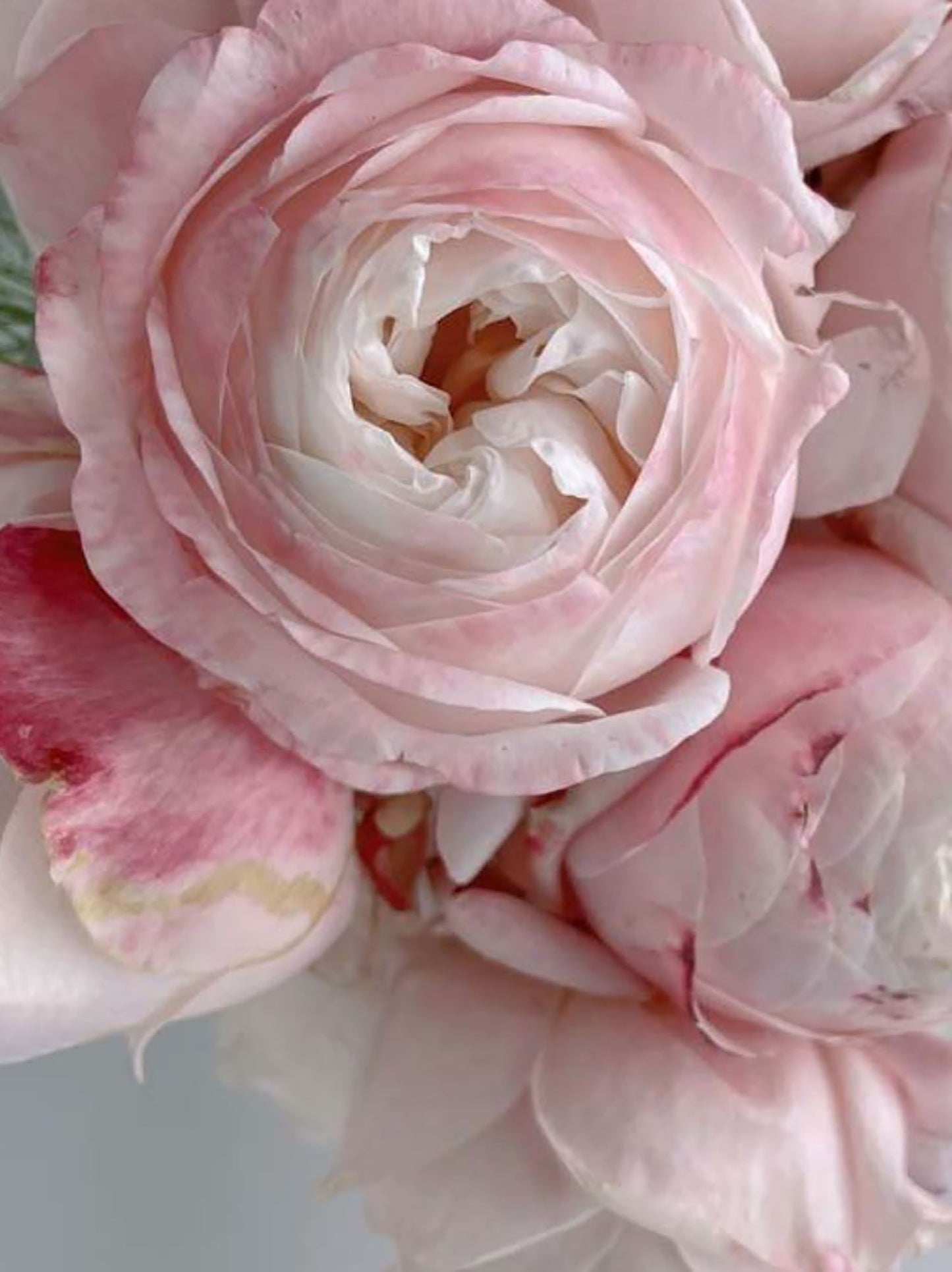 #SPC223,NEW 2022! Strawberry Droplet/FangZi 芳姿,Shrub Rose, 天狼月季,Strong Disease Resistance, Non-Grafted/Own Root.