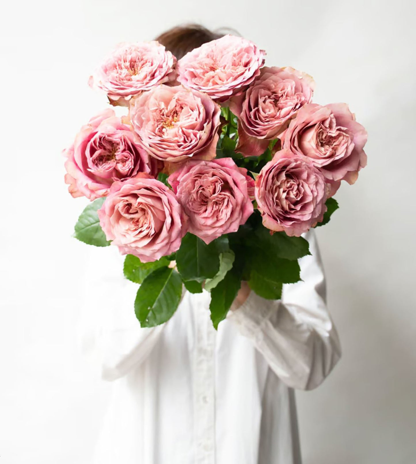 #SPJ106, Last Night on Earth 地球末夜,Japanese Shrub Rose, Non-Grafted/Own Root.