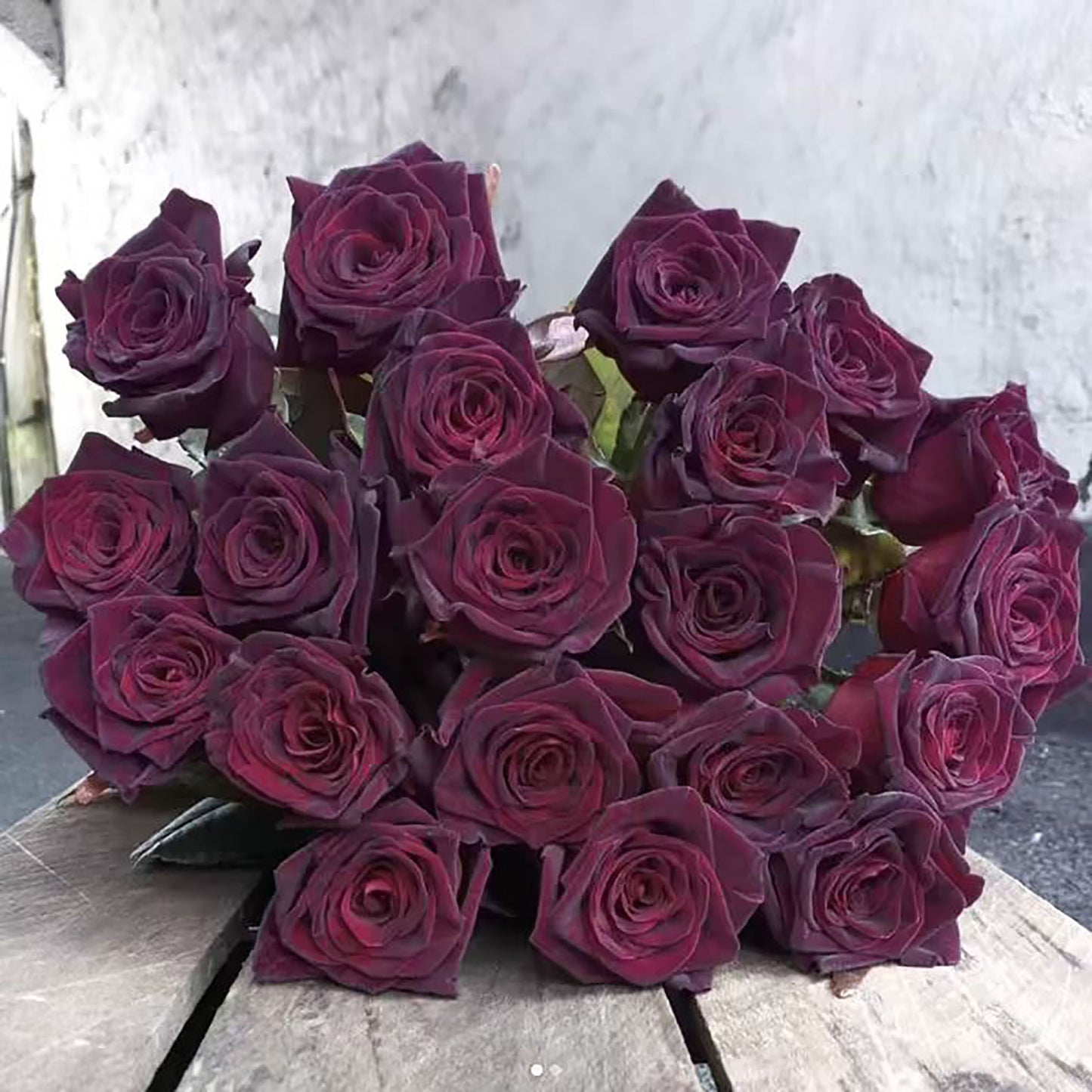 Black Baccara 黑巴克,Florist Shrub Rose, Non-Grafted/Own Root.