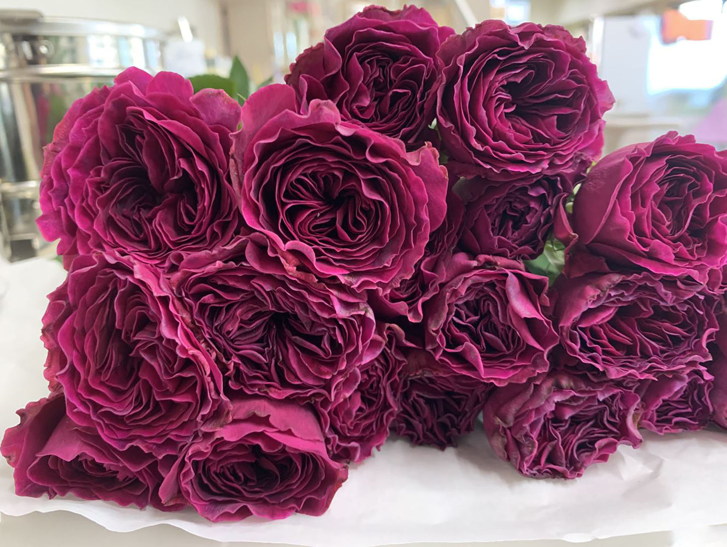 #SPJ079, Hiraku 蓝莓戒指, Japanese Florist Shrub Rose, Non-Grafted/Own Root.