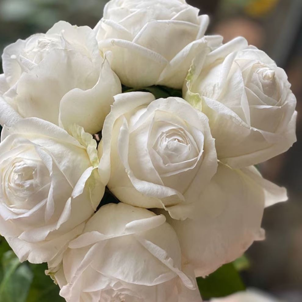 #SPJ145,Roads of wedding 婚礼之路,Japanese Florist Shrub Rose. Non-Grafted/Own Root.