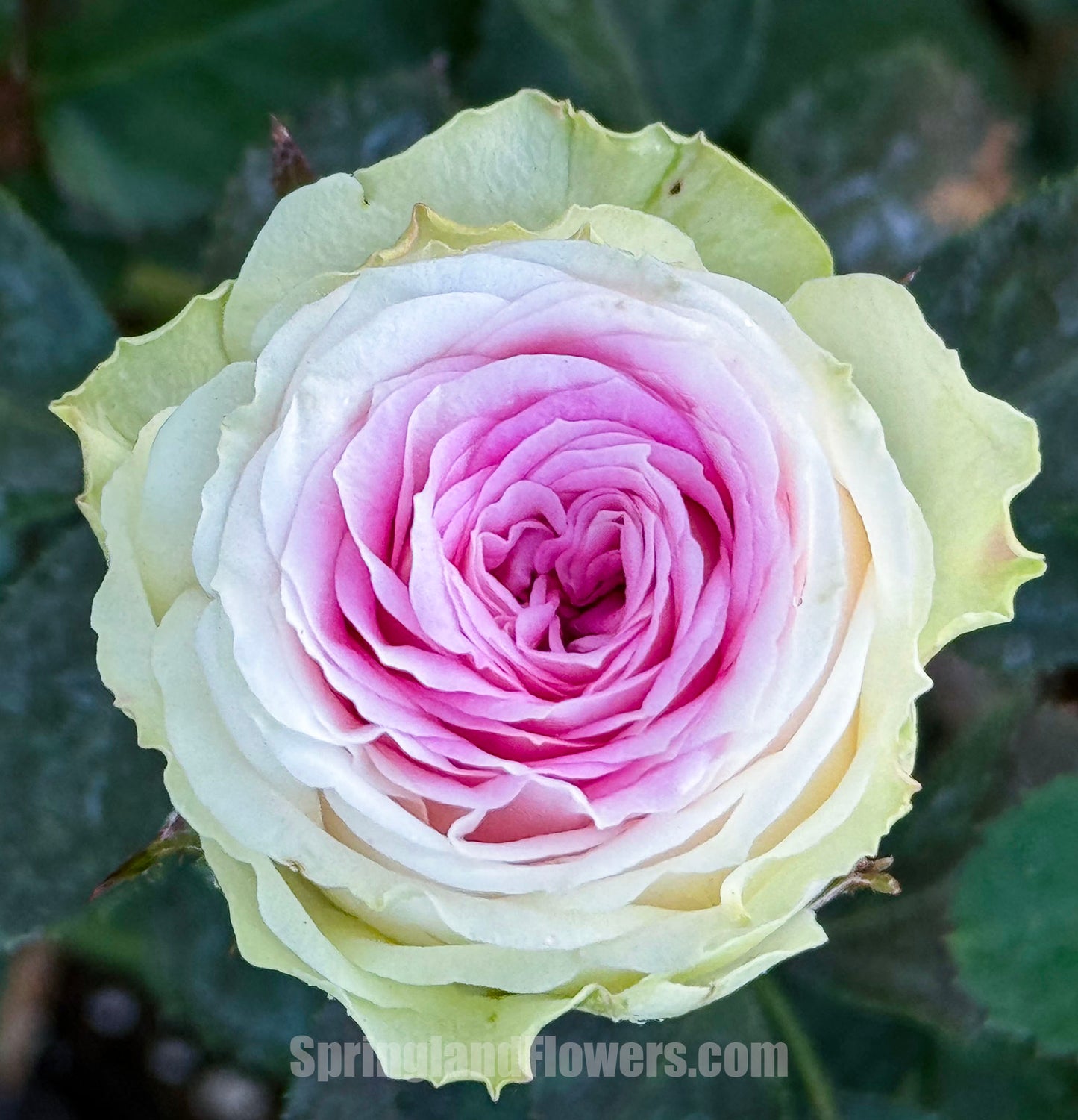 #SPN057,extremely similar to Gelato 冰淇淋, Netherlands Florist Floribunda Rose,Heat-tolerant, disease-resistant, Non-Grafted/Own Root.