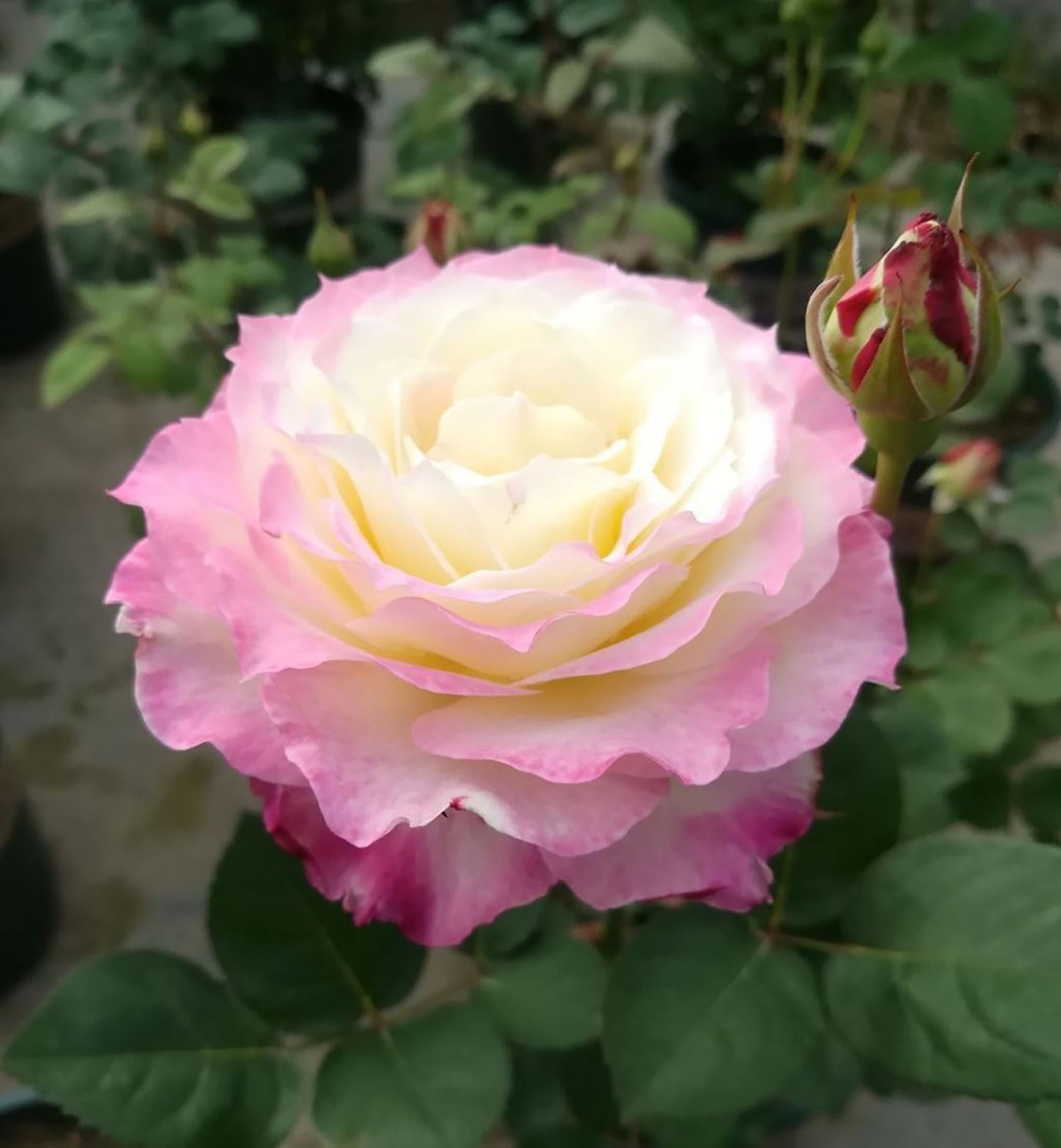 #SPJ102, Seraphim六翼天使,Japanese Shrub Rose, Non-Grafted/Own Root. Beautiful Flowers, Strong Fragrance and Long Flowering Period, You Deserve It.