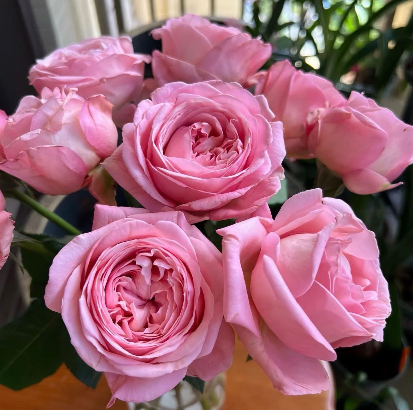 #SPF127,extremely similar to Jean de La Fontaine 枫丹,Shrub Rose, Large, Disease Resistance, Non-Grafted/Own Root.
