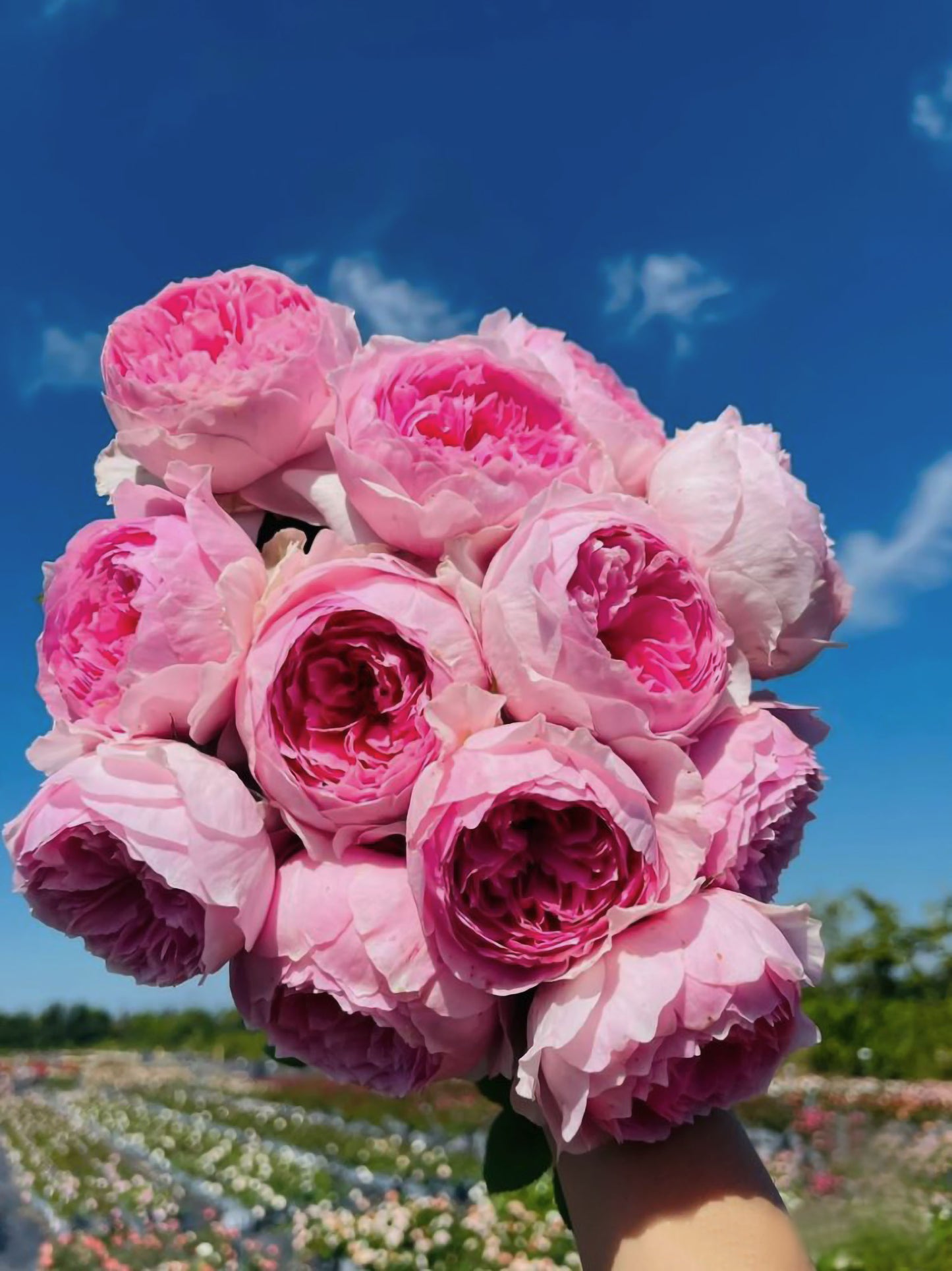 #SPC286, NEW! 2022. YuHuanMing 玉环鸣, Floribunda Rose. Non-Grafted/Own Root.