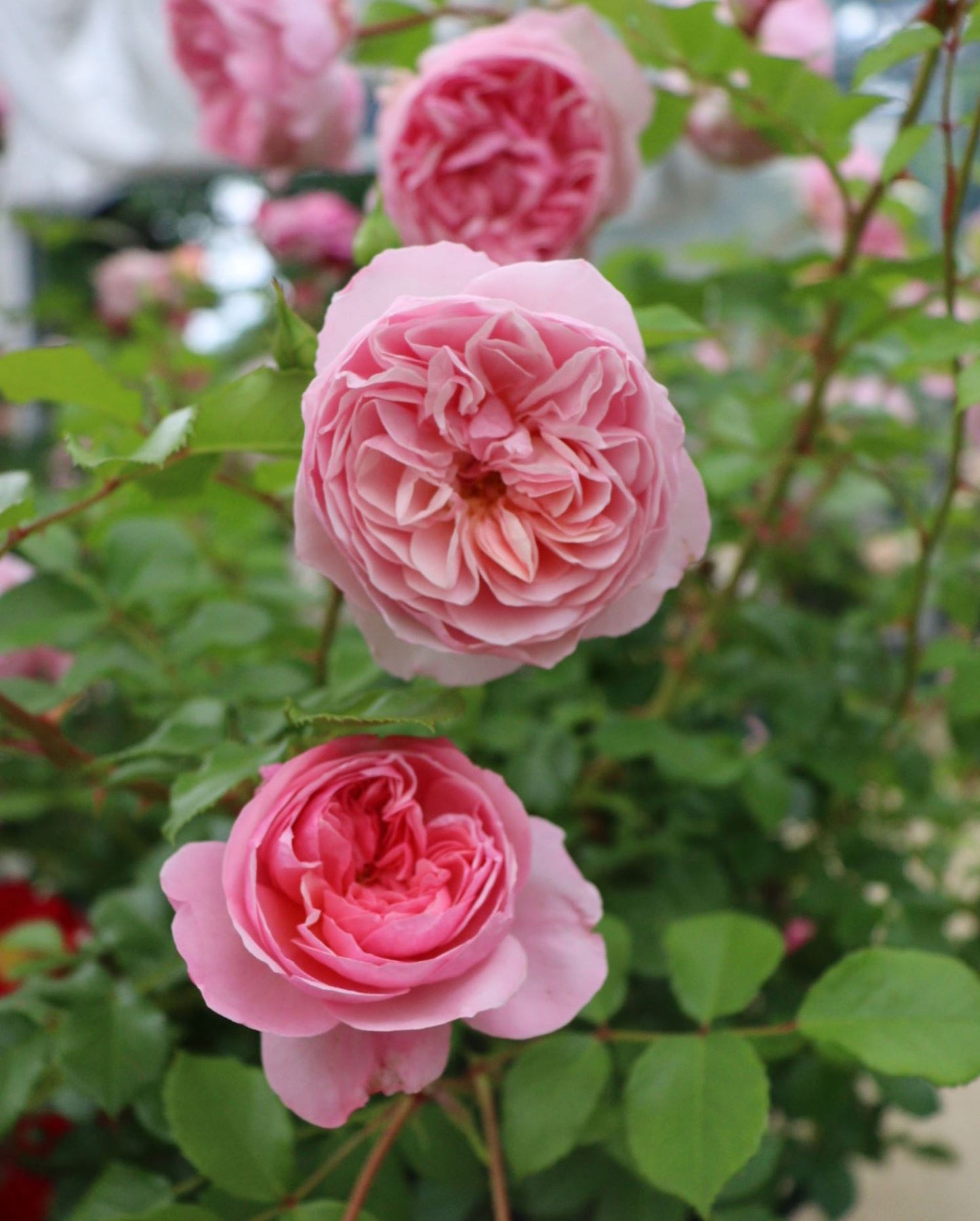 #SPJ139,Ruban 河本丝带,Japanese Floribunda Rose, Non-Grafted/Own Root.