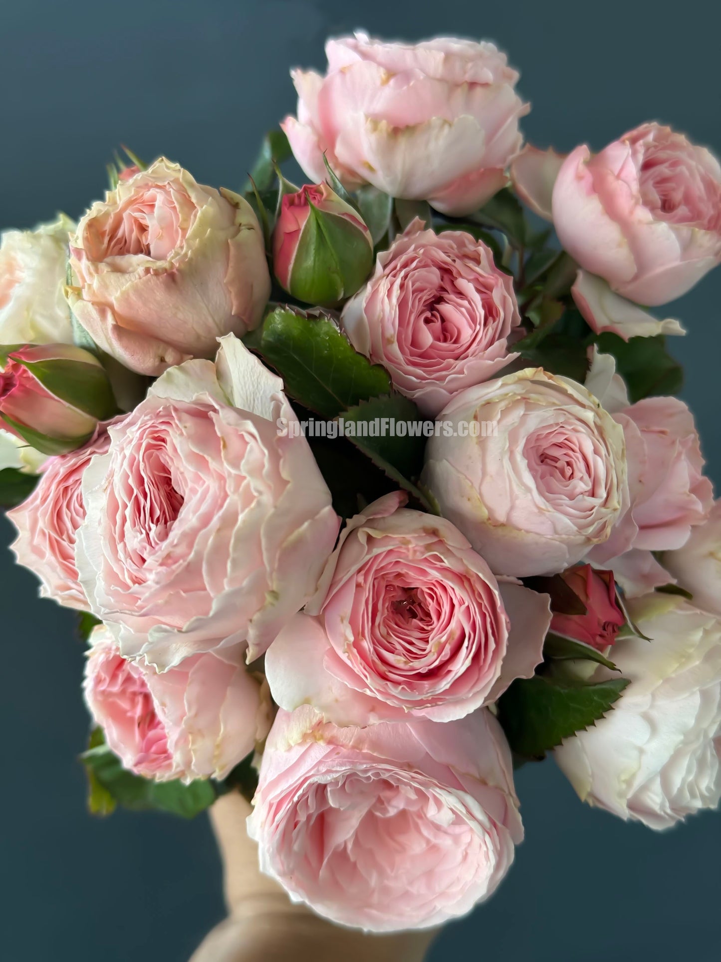 M-Pink Moon 粉月亮,Japases Floribunda Rose, Florists Rose. Thornless, Heat-tolerant, disease-resistant, Non-Grafted/Own Root.